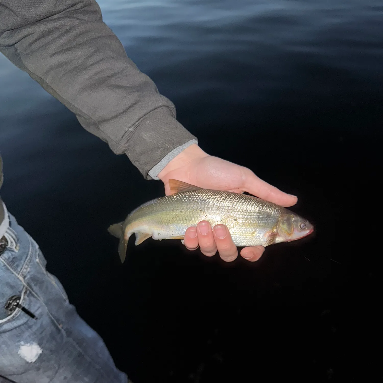 The most recent Peamouth catches on Fishbrain