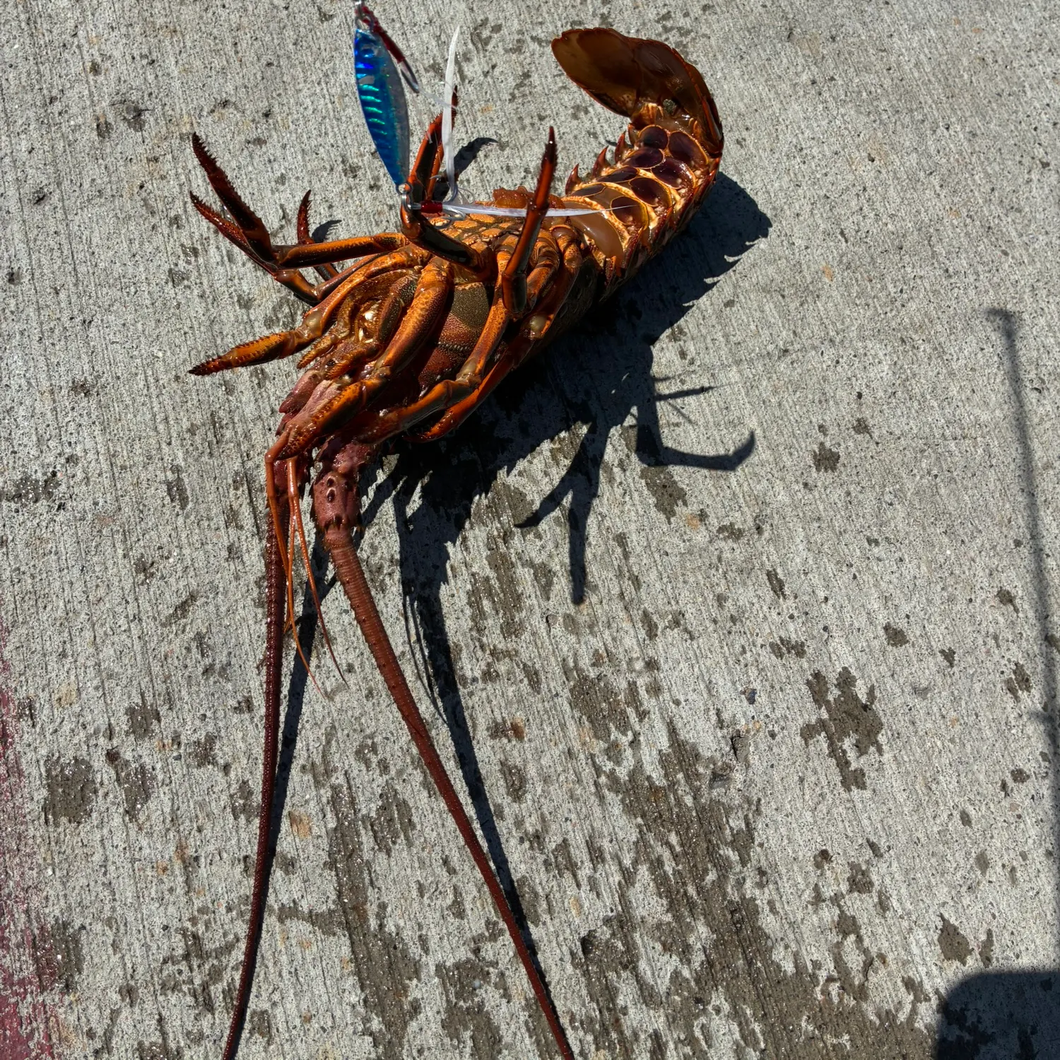 The most recent California spiny lobster catches on Fishbrain