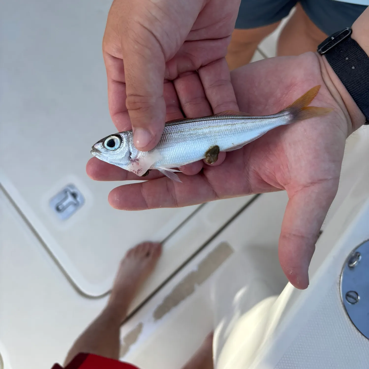 Bogue caught on Fishbrain