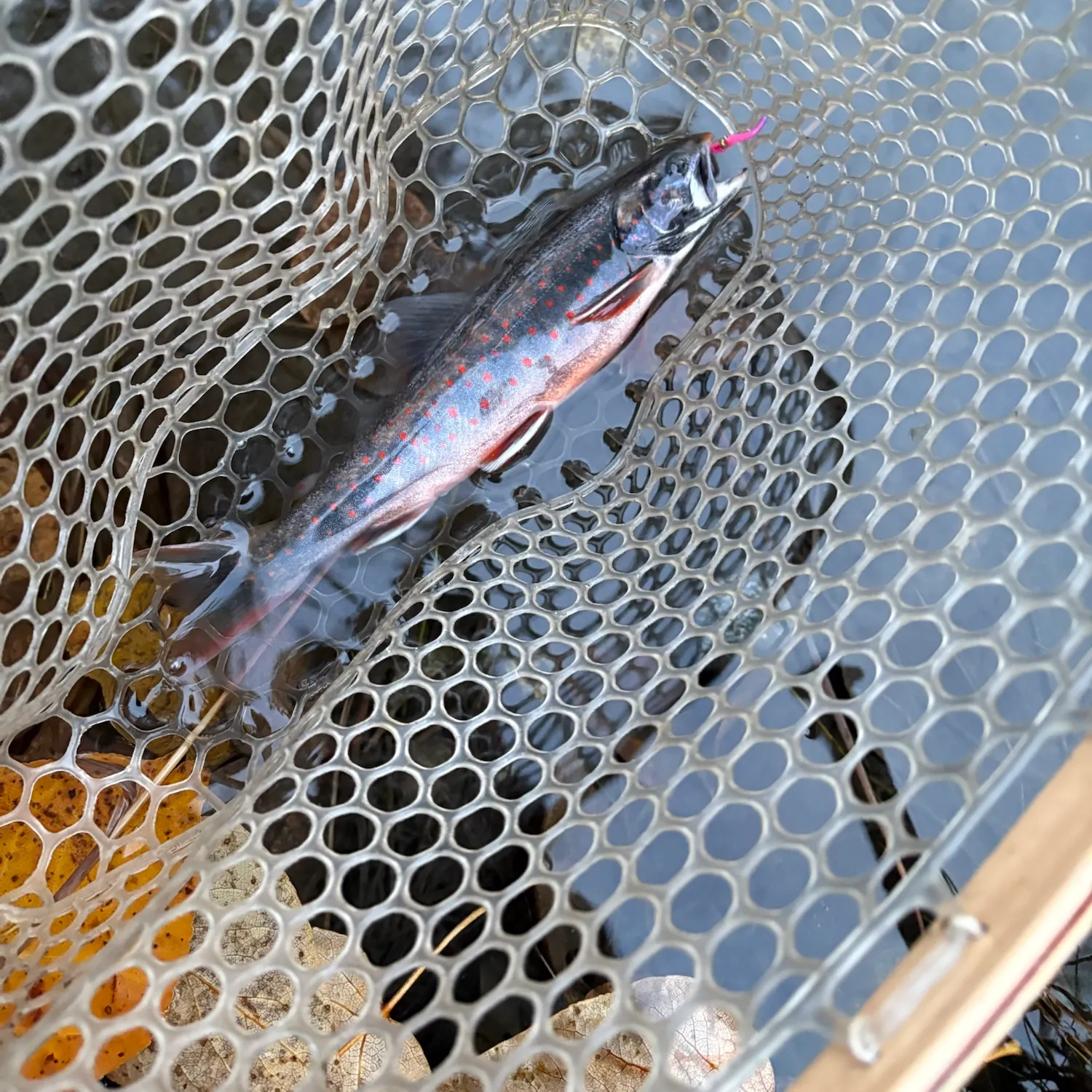 The most recent Dolly varden catches on Fishbrain