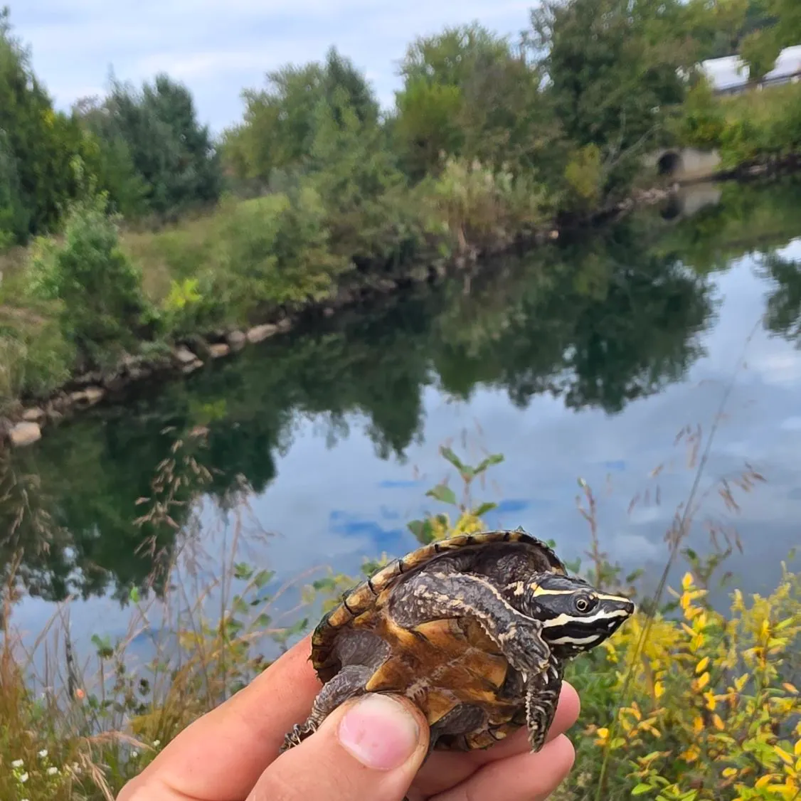 The most recent Eastern musk turtle catches on Fishbrain