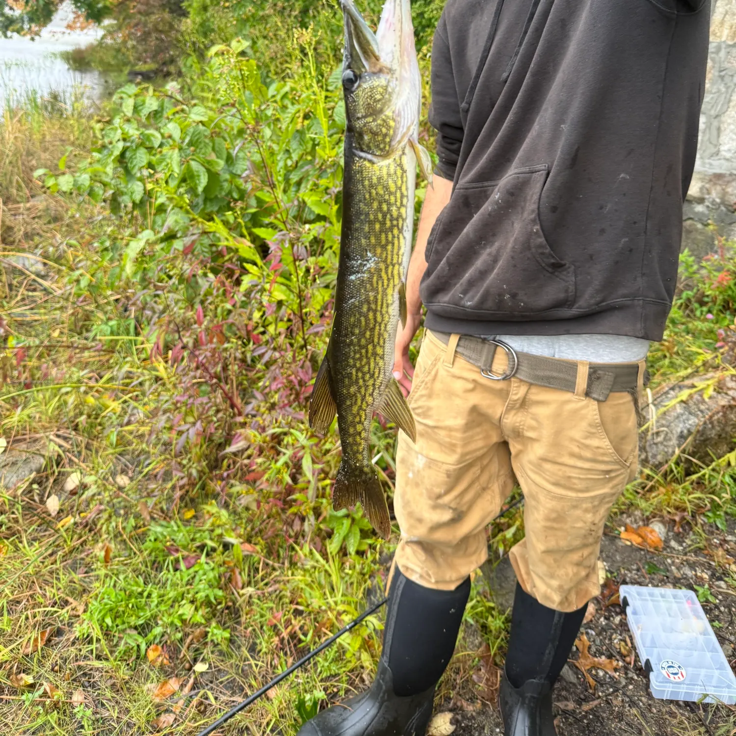 Chain pickerel caught on Fishbrain