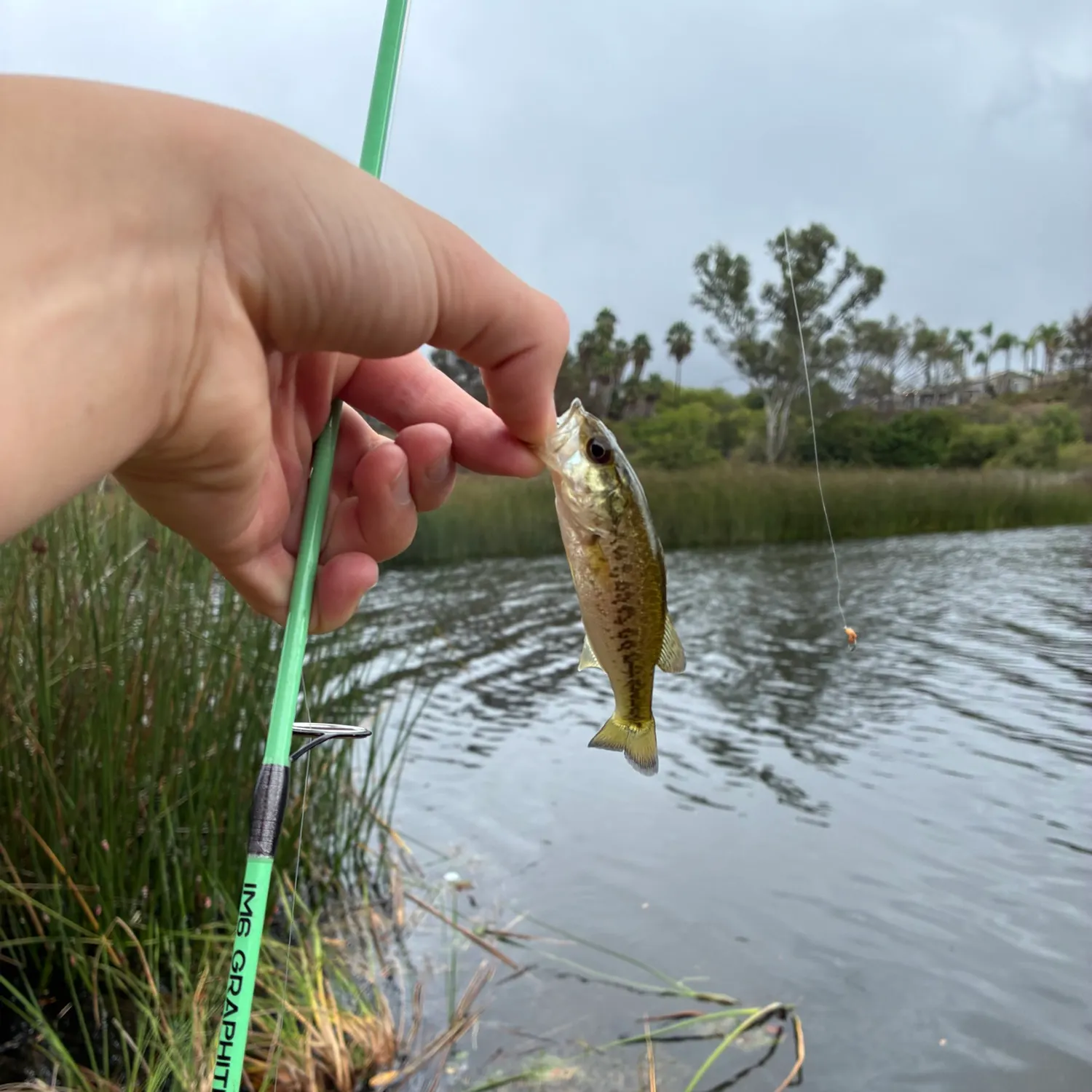 Spotted bass caught on Fishbrain
