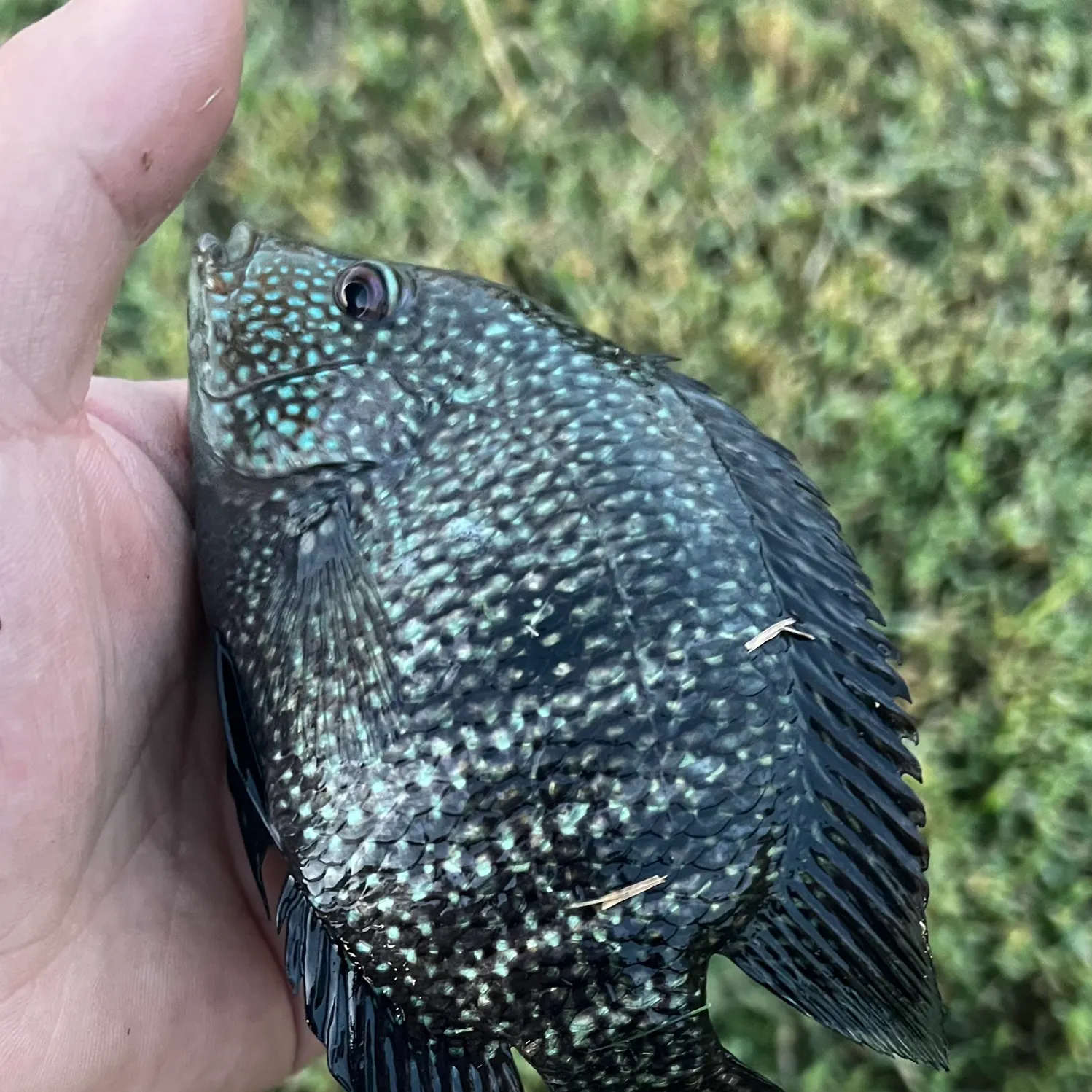 Rio Grande cichlid caught on Fishbrain