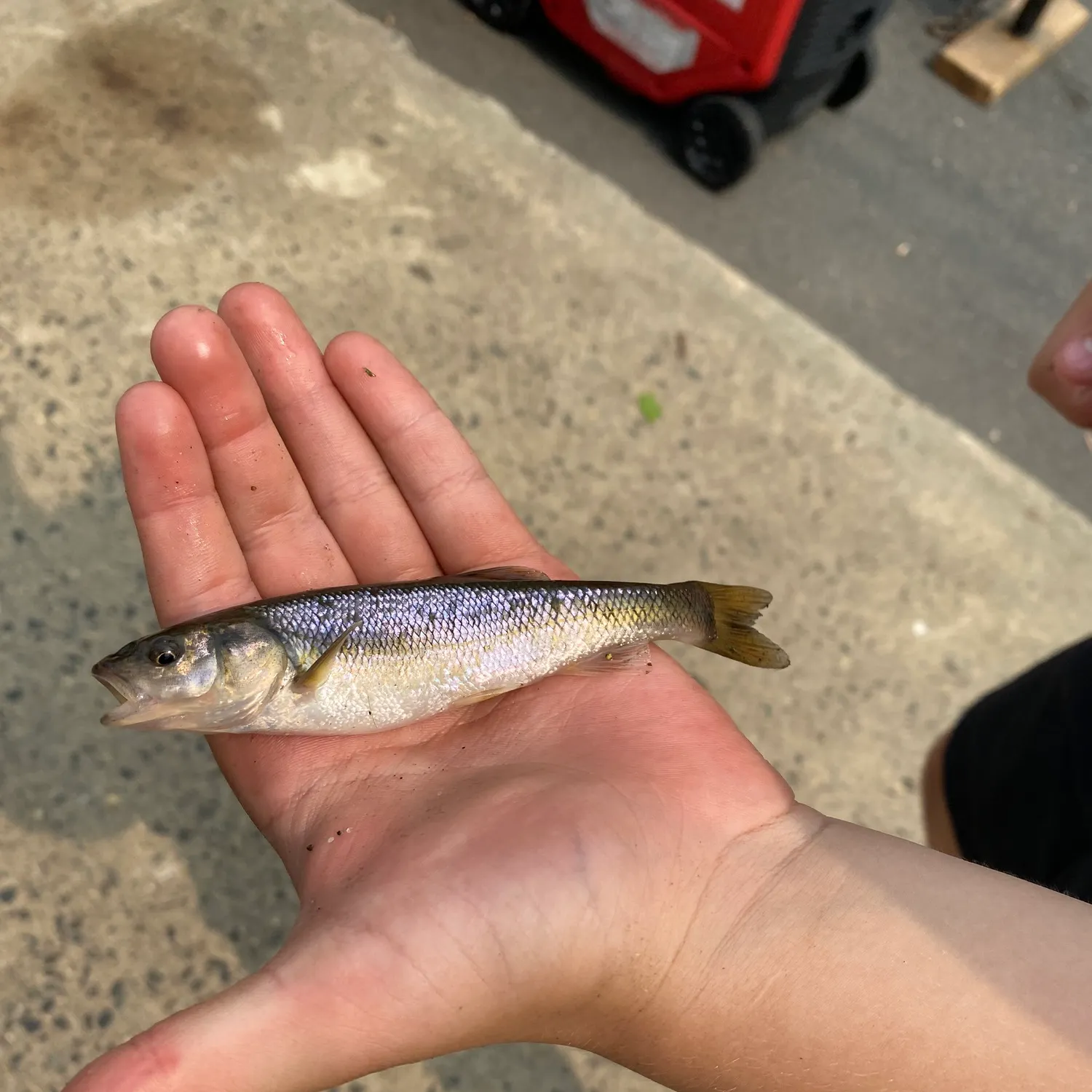 catch