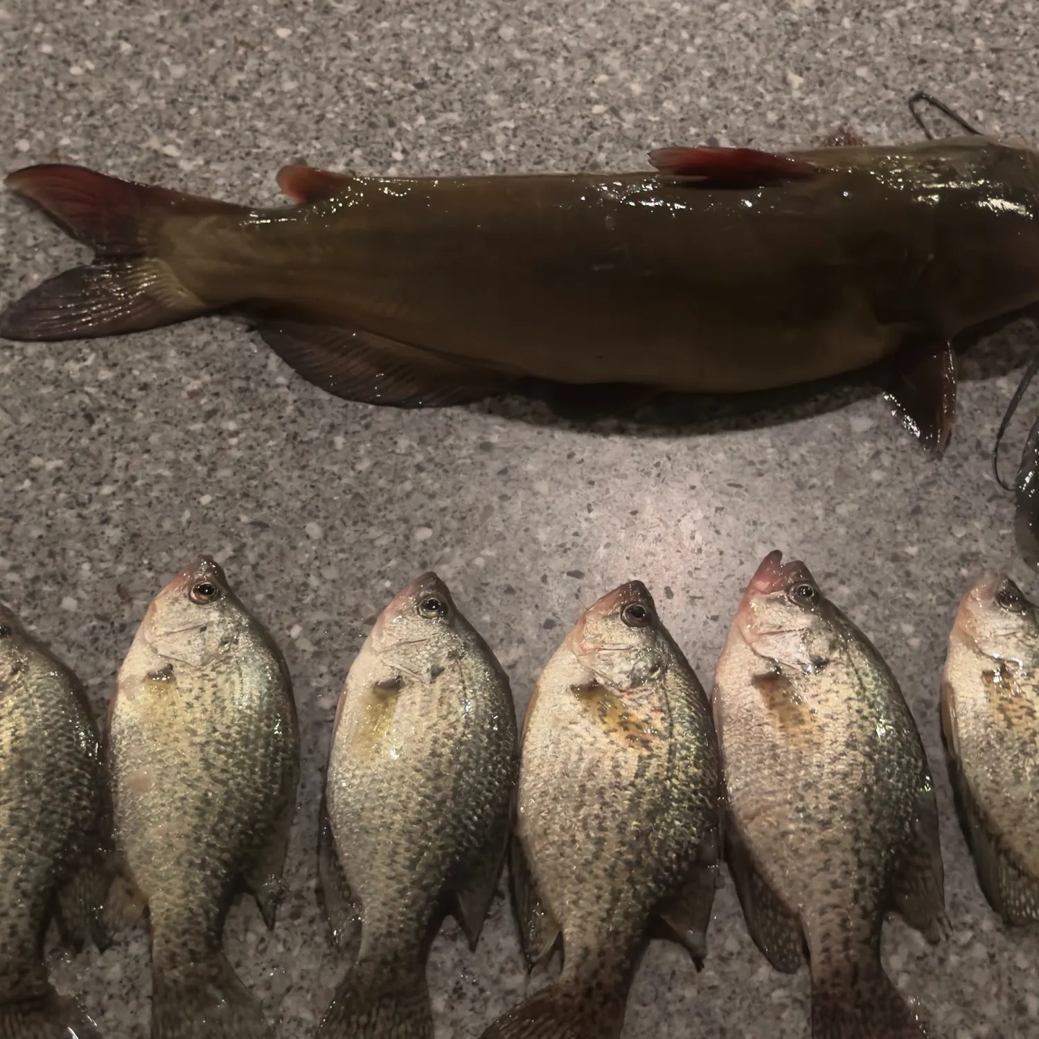 Black crappie caught on Fishbrain