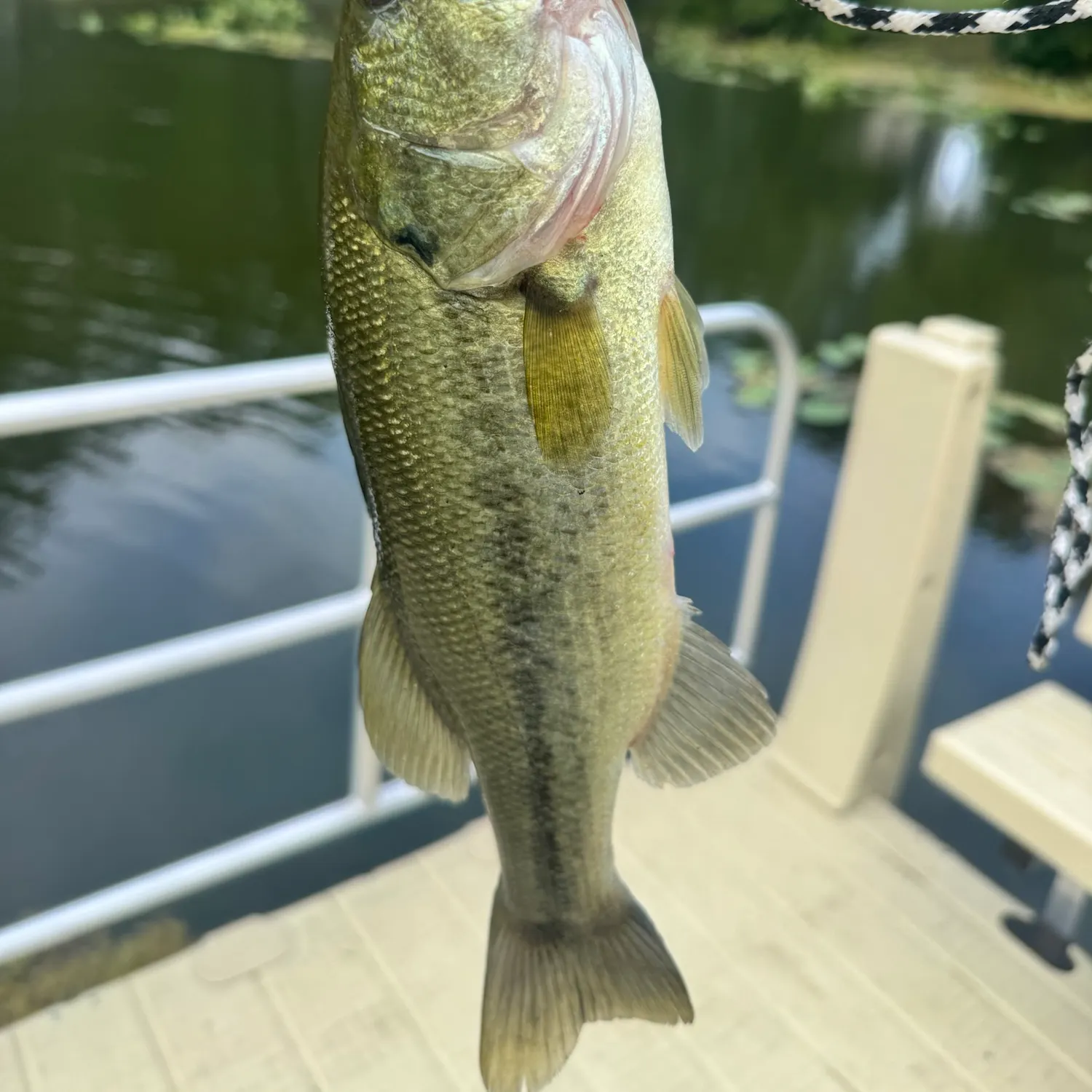 Largemouth bass caught on Fishbrain