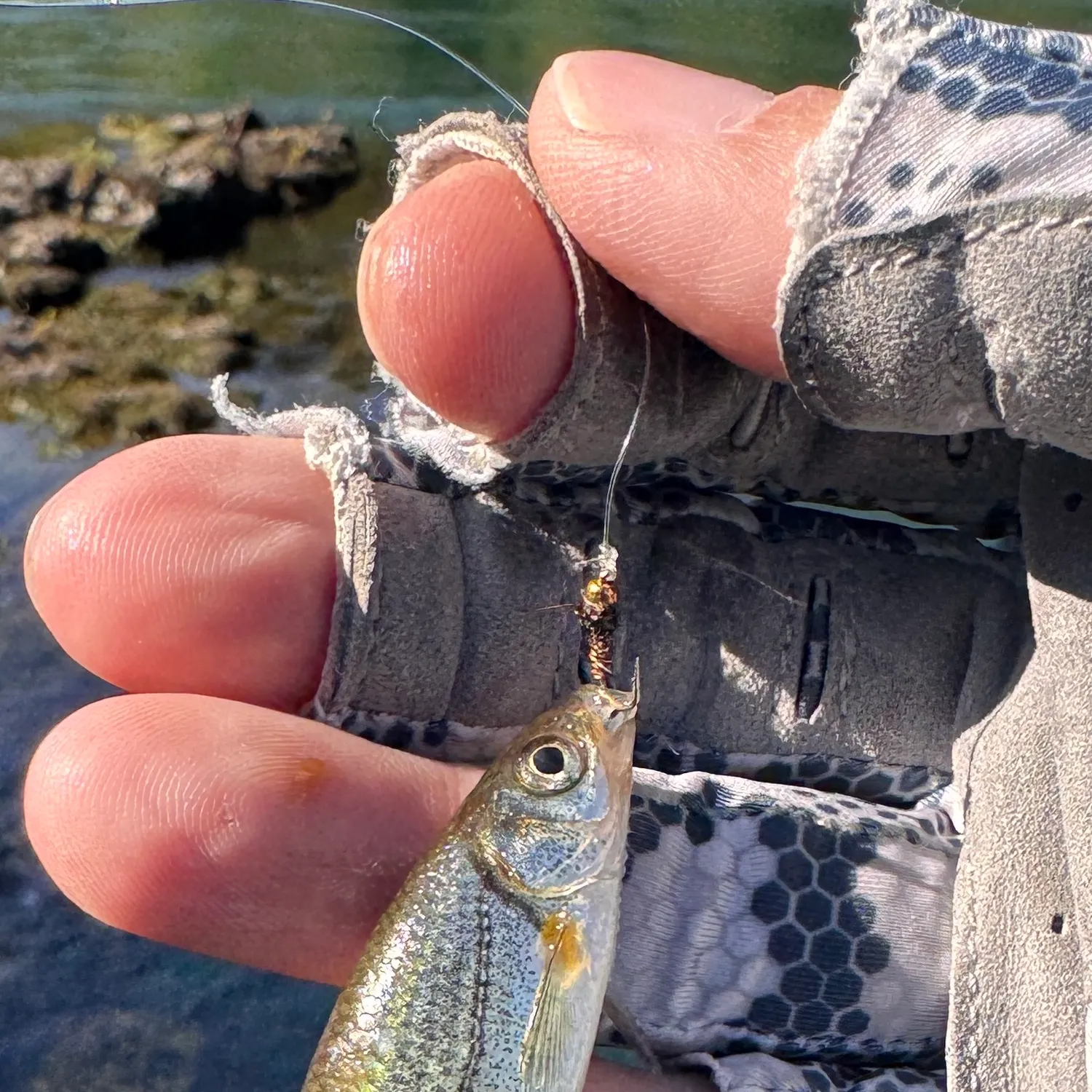 Spirlin caught on Fishbrain