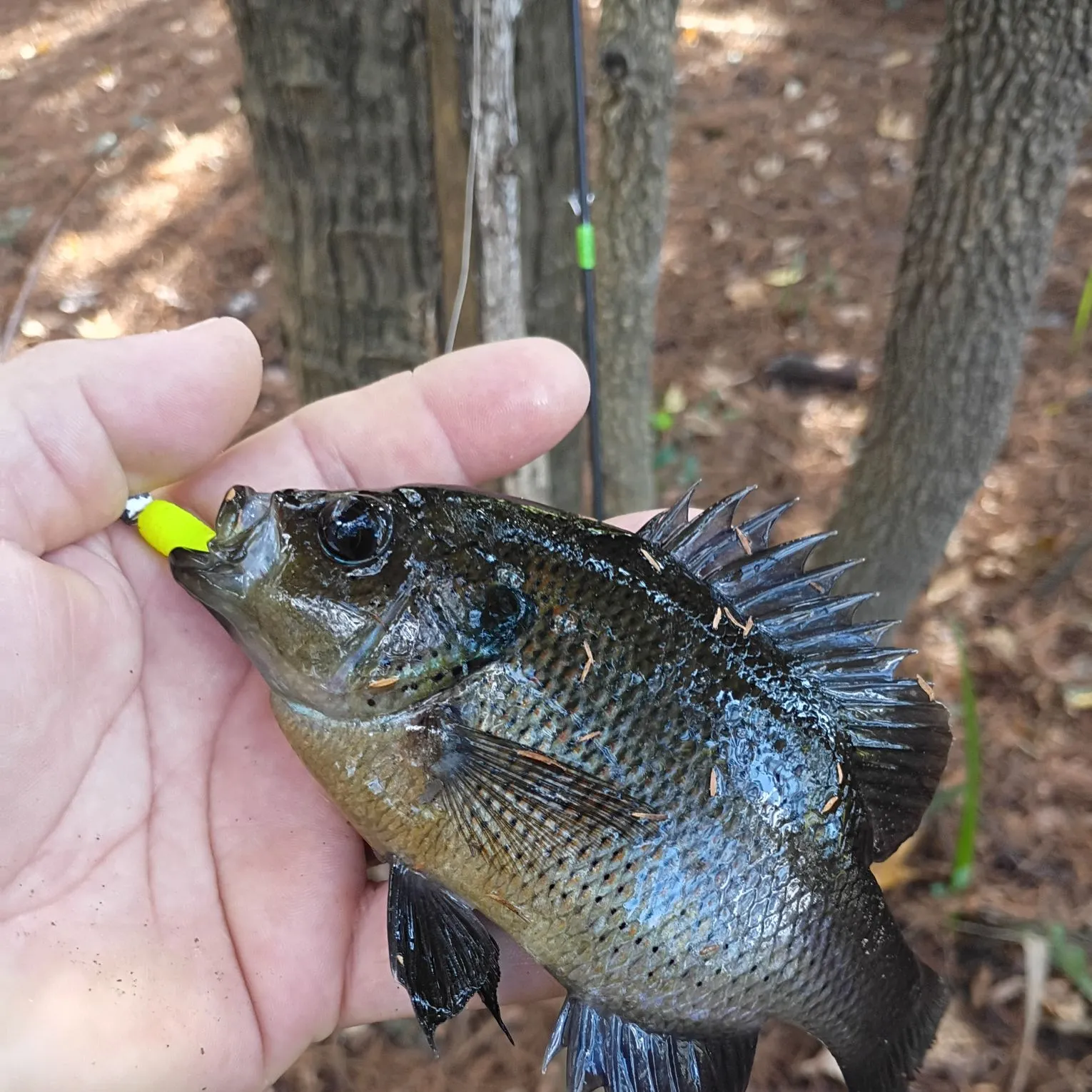 The most recent Spotted sunfish catches on Fishbrain