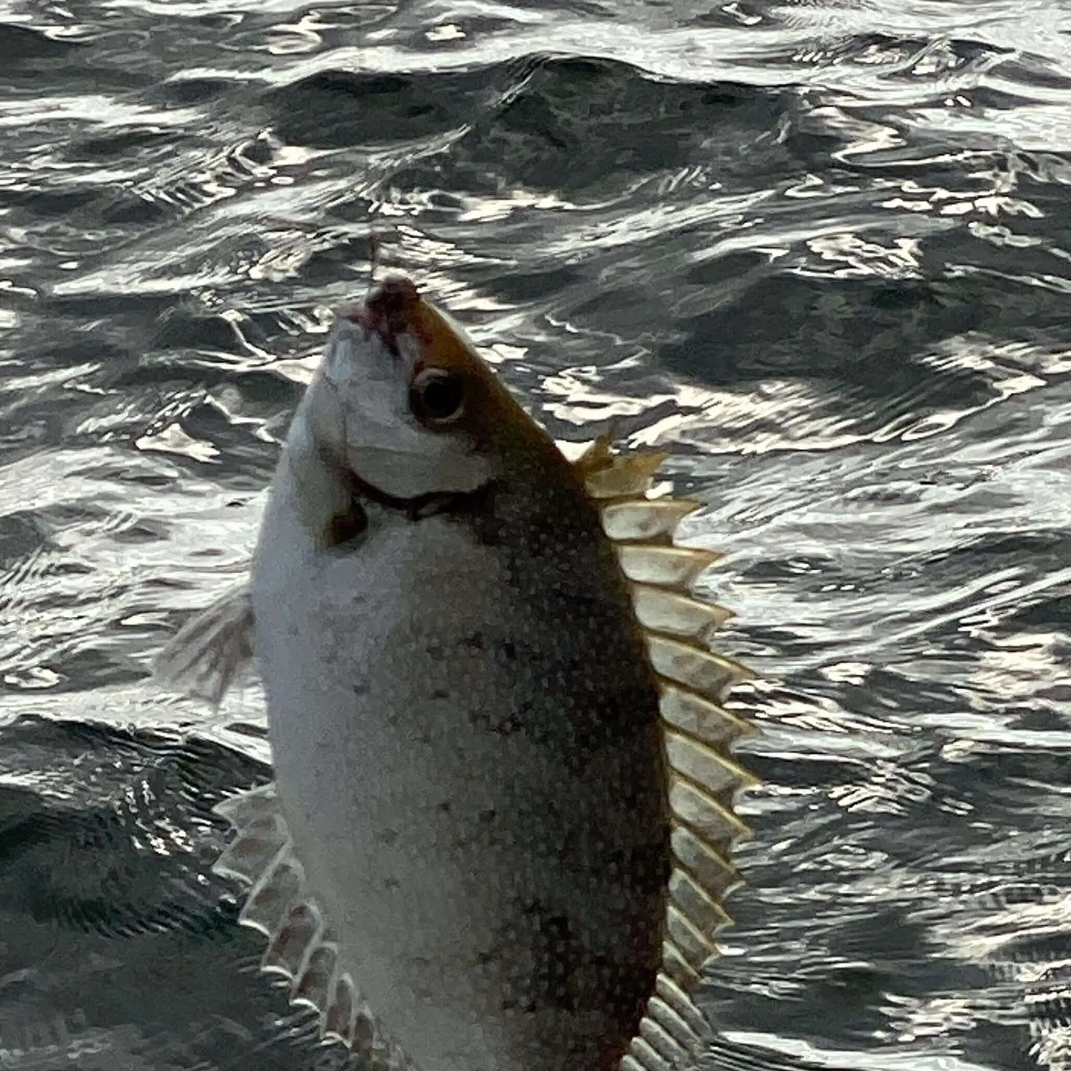 The most recent Mottled spinefoot catches on Fishbrain