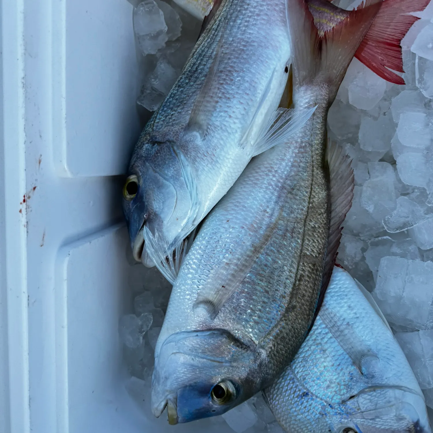 The most popular recent Bluespotted seabream catch on Fishbrain