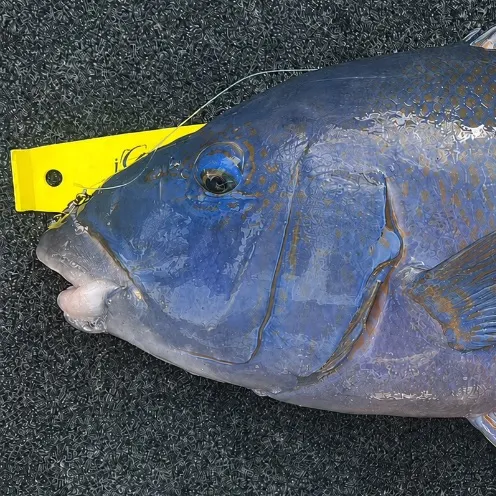 The most recent Eastern blue groper catches on Fishbrain