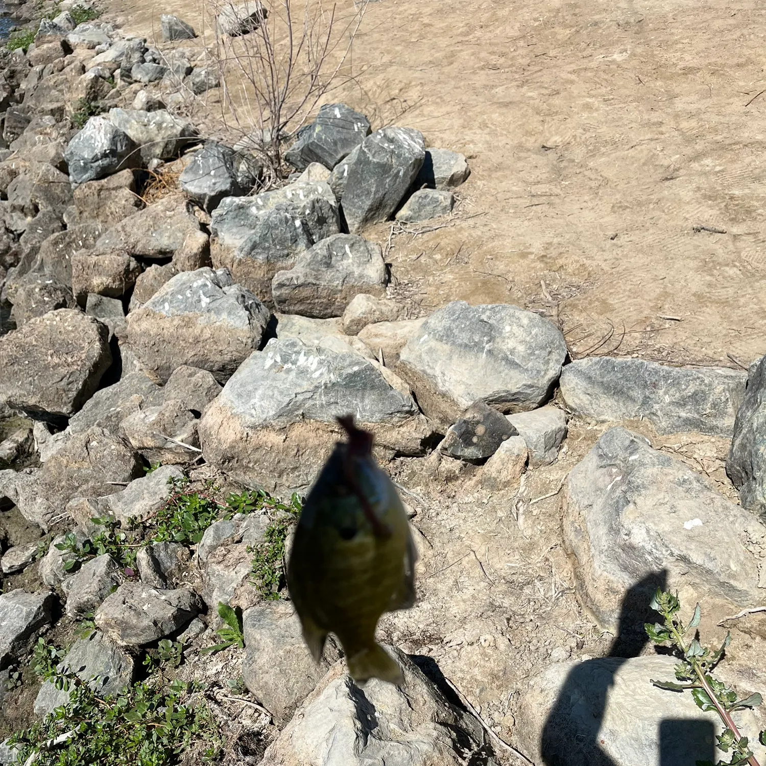 Bluegill caught on Fishbrain