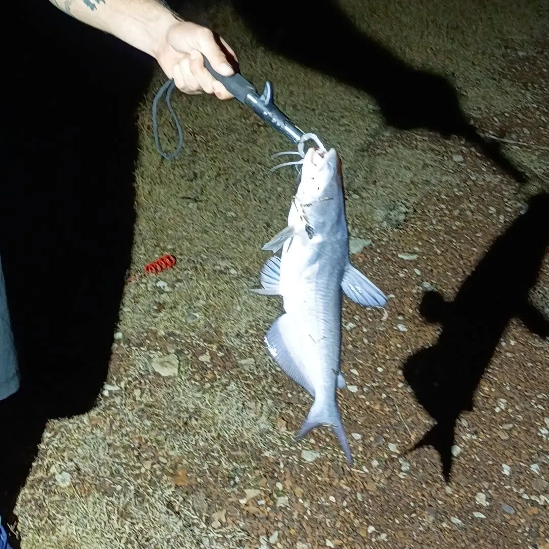The most recent Blue catfish catches on Fishbrain