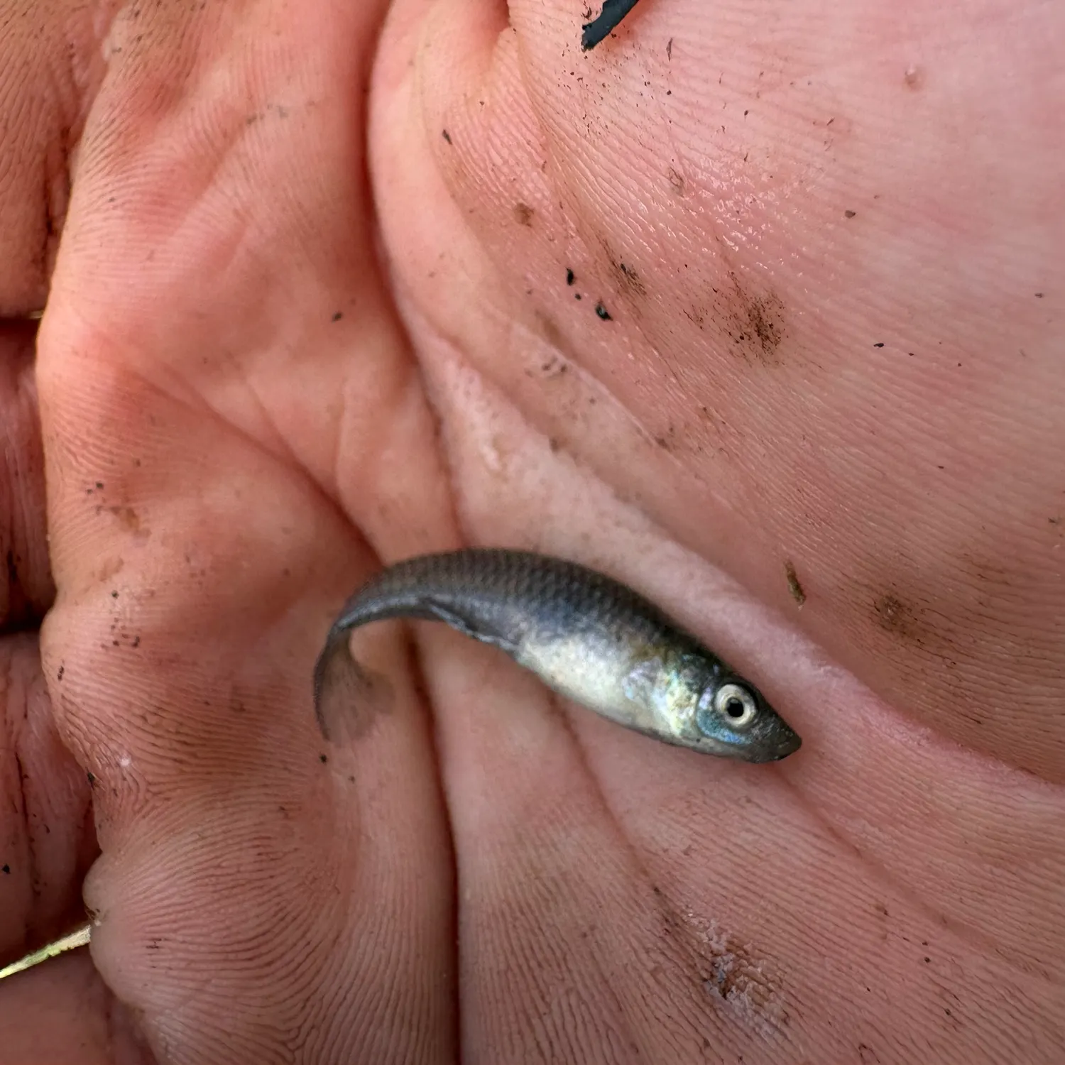 Western mosquitofish caught on Fishbrain