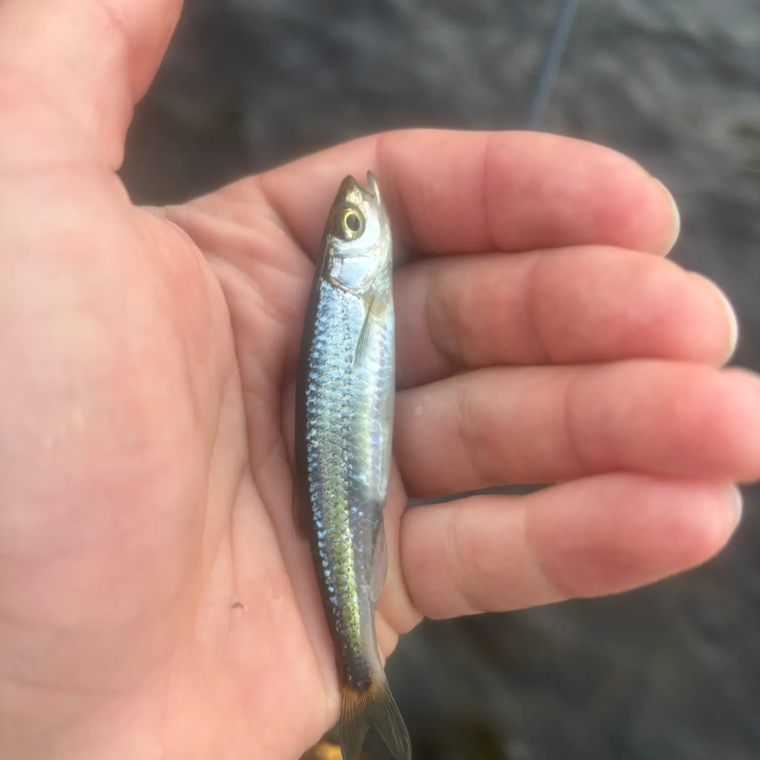 The most recent Mimic shiner catches on Fishbrain