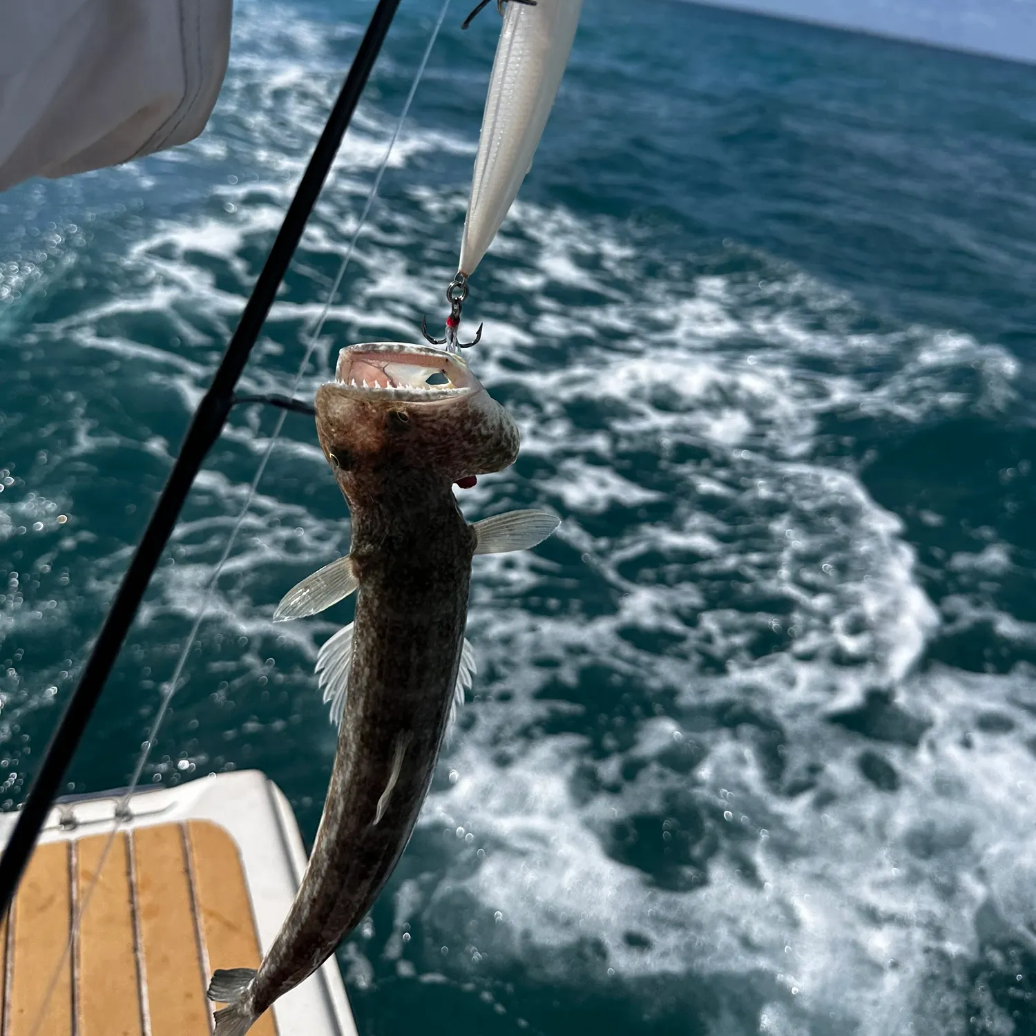 The most recent Inshore lizardfish catches on Fishbrain