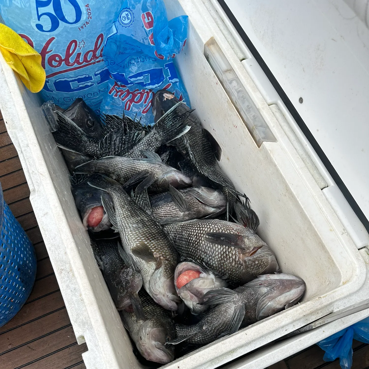 The most recent Black sea bass catches on Fishbrain