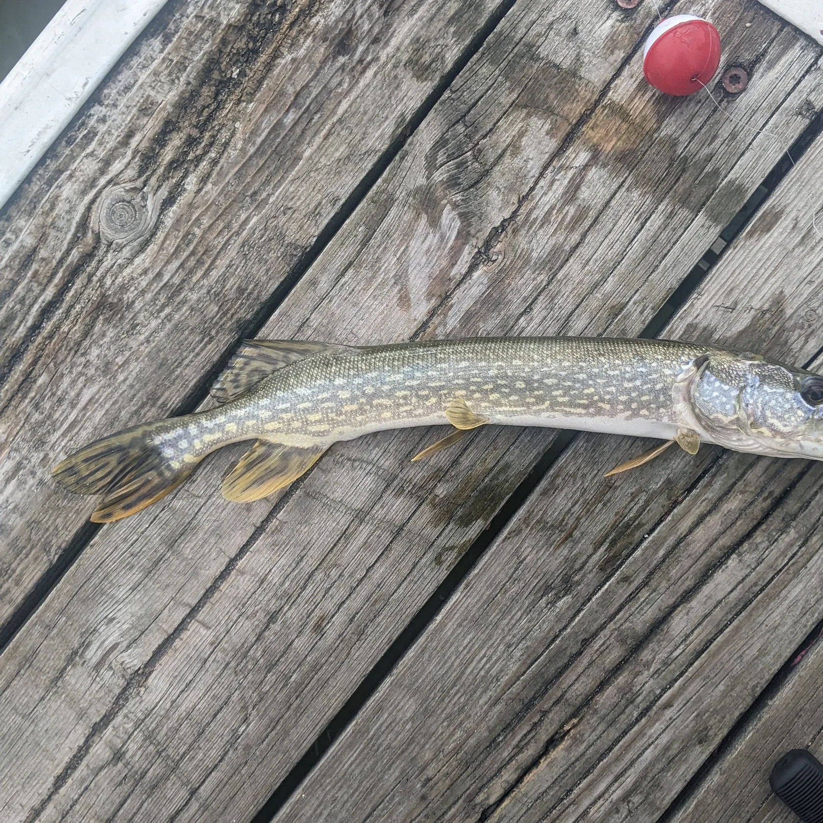 Northern pike caught on Fishbrain