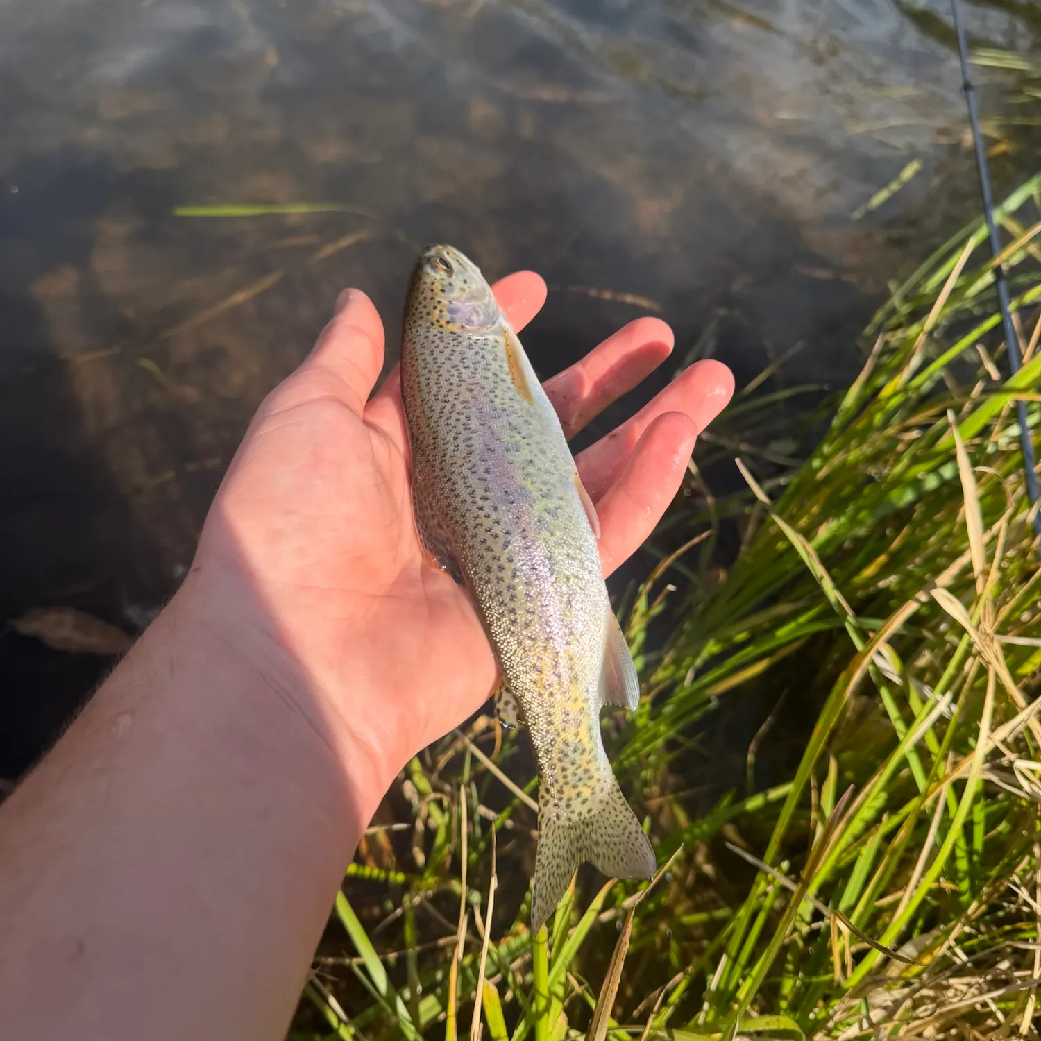 Rainbow trout caught on Fishbrain