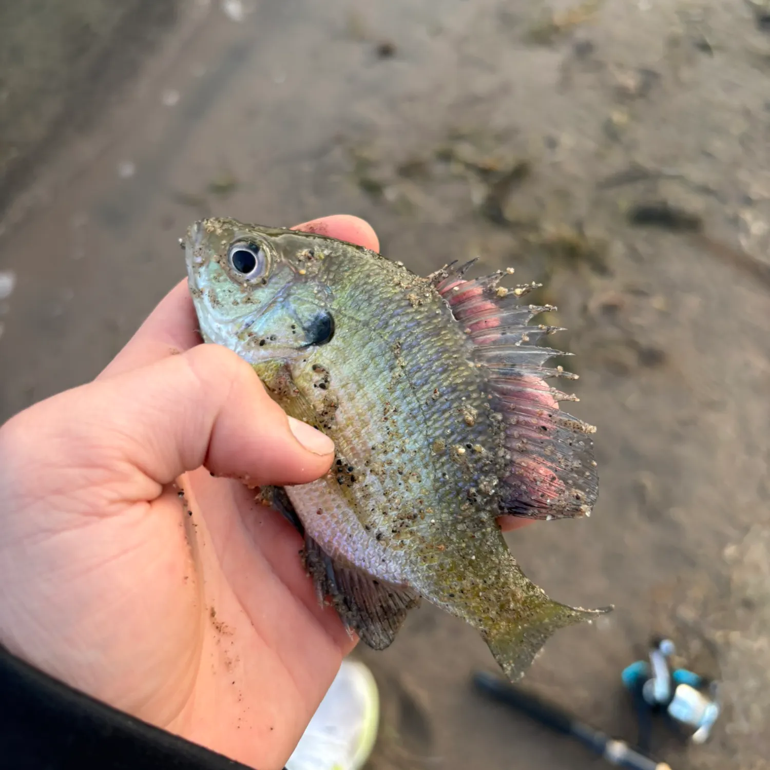 Bluegill caught on Fishbrain