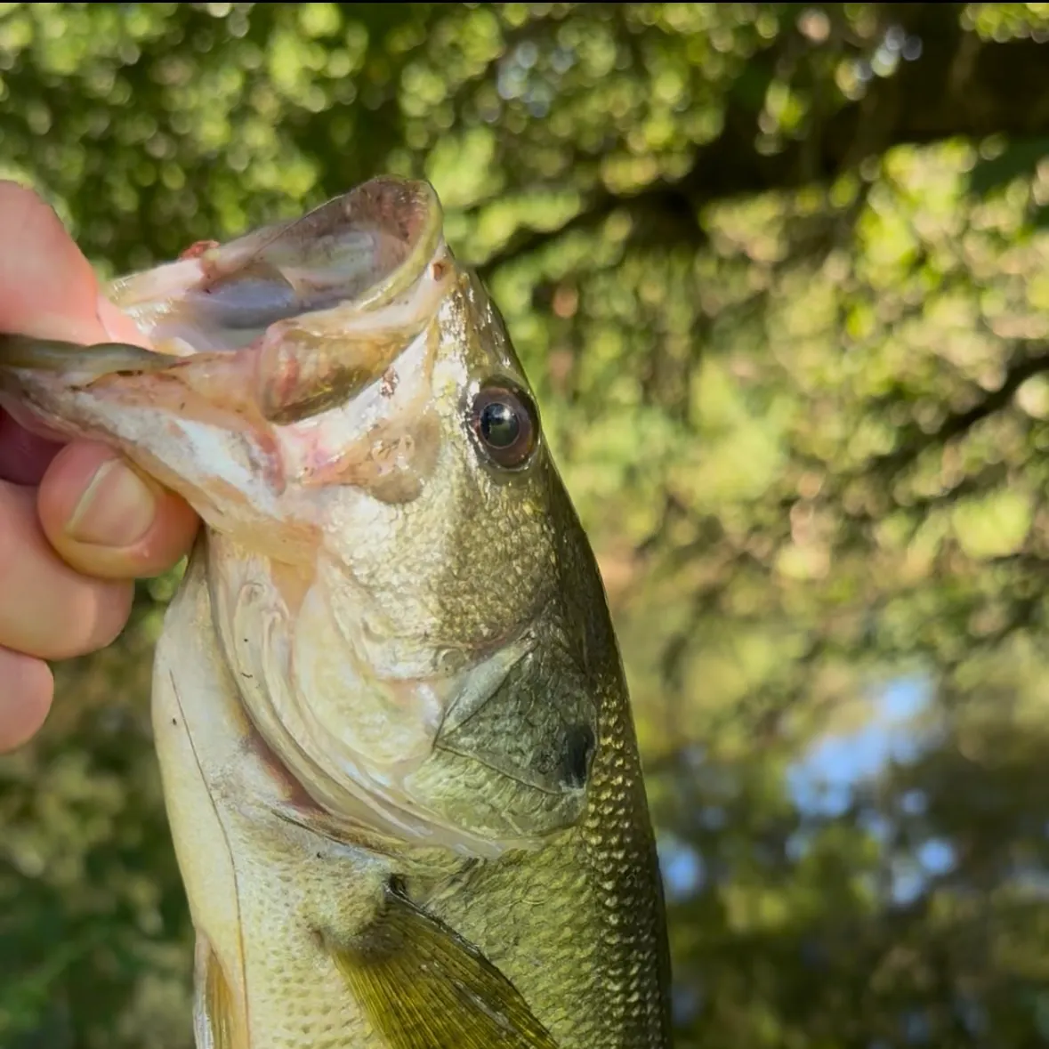 Fish caught on Fishbrain