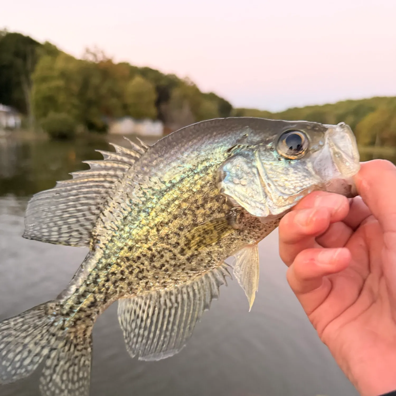 White crappie caught on Fishbrain