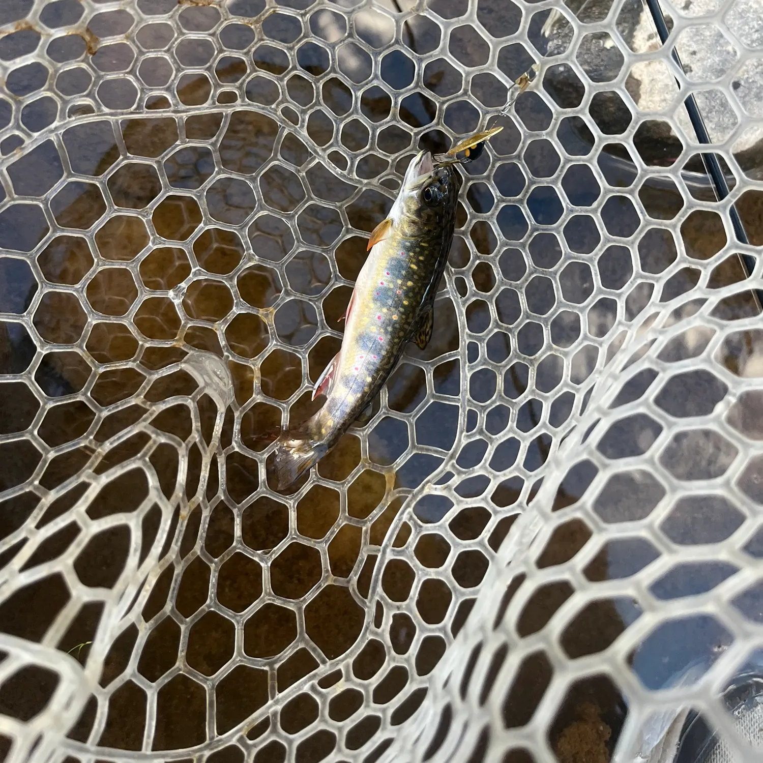 Brook trout caught on Fishbrain