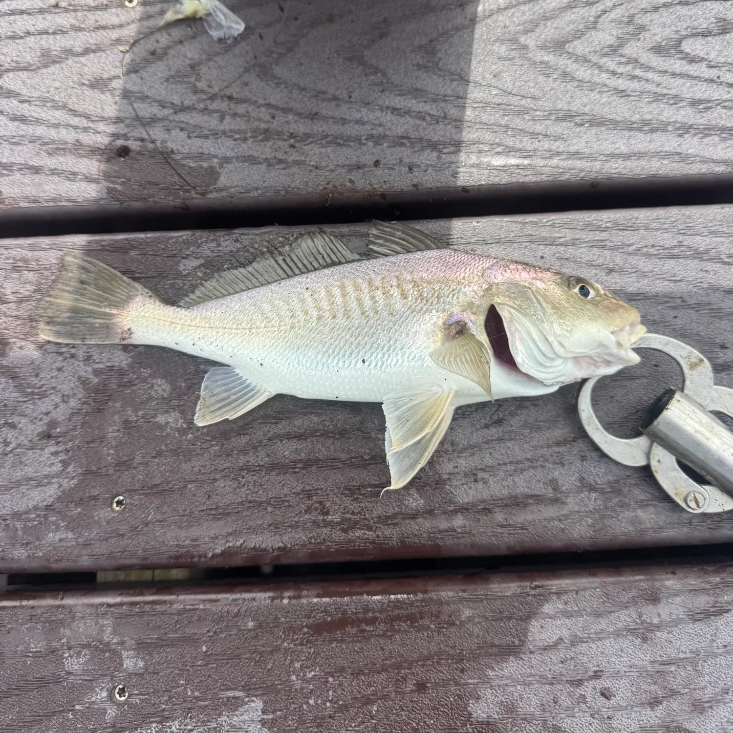 Atlantic croaker caught on Fishbrain
