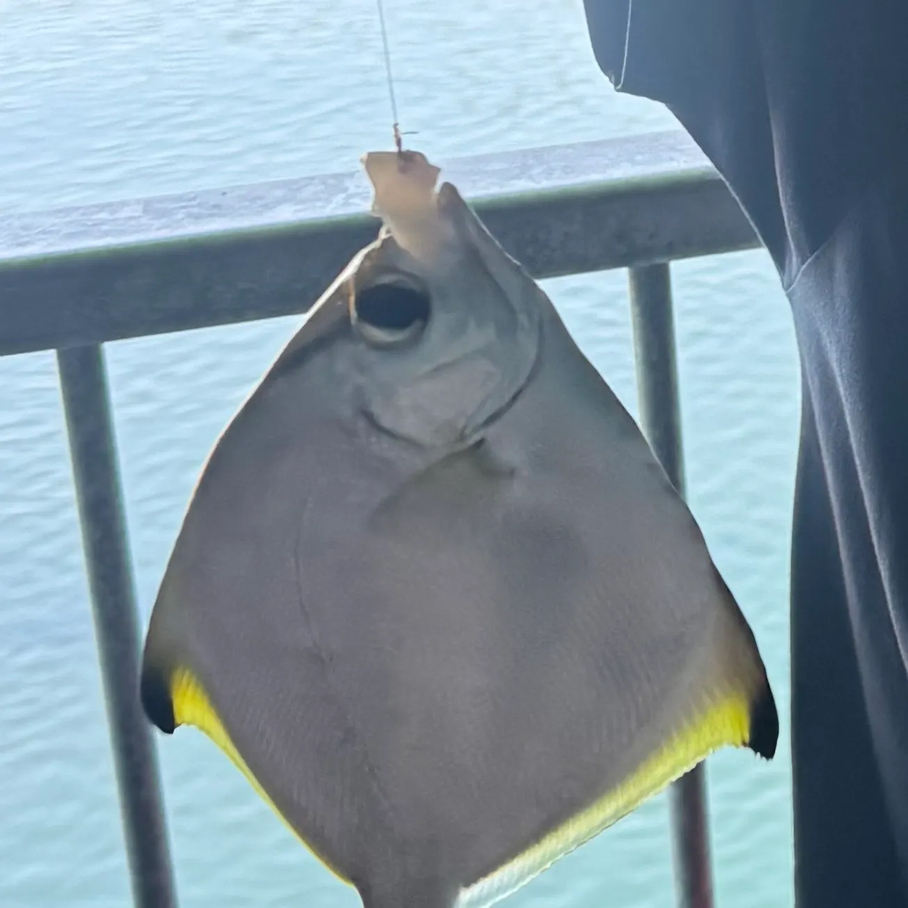 The most recent Silver moony catches on Fishbrain