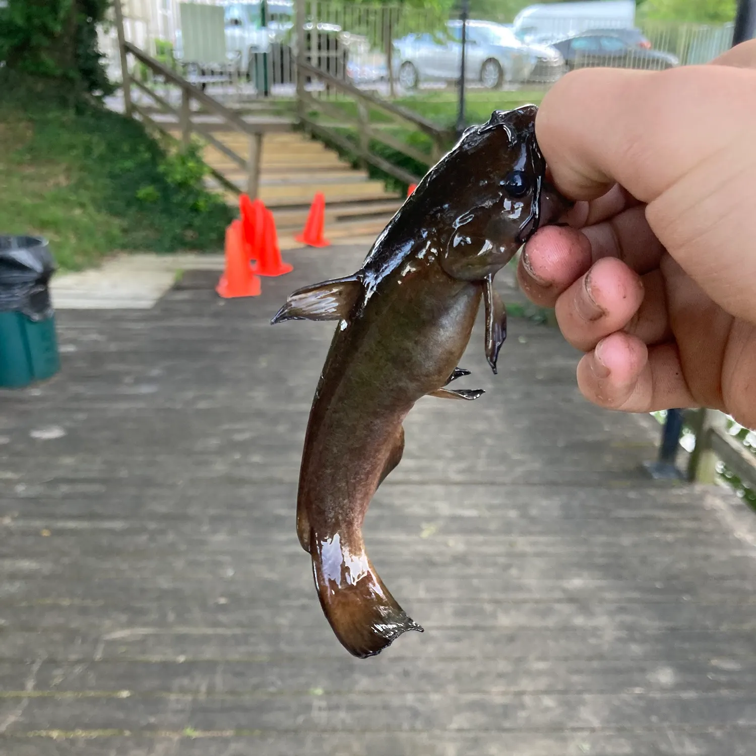 catch