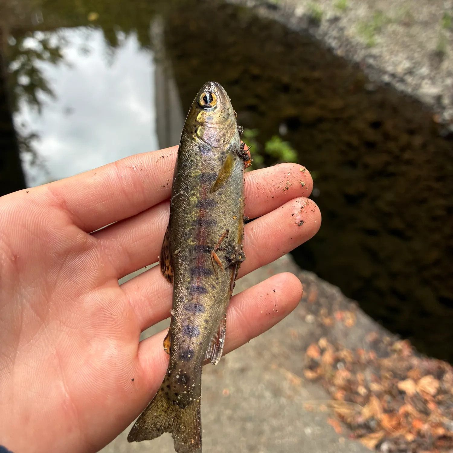 Rainbow trout caught on Fishbrain