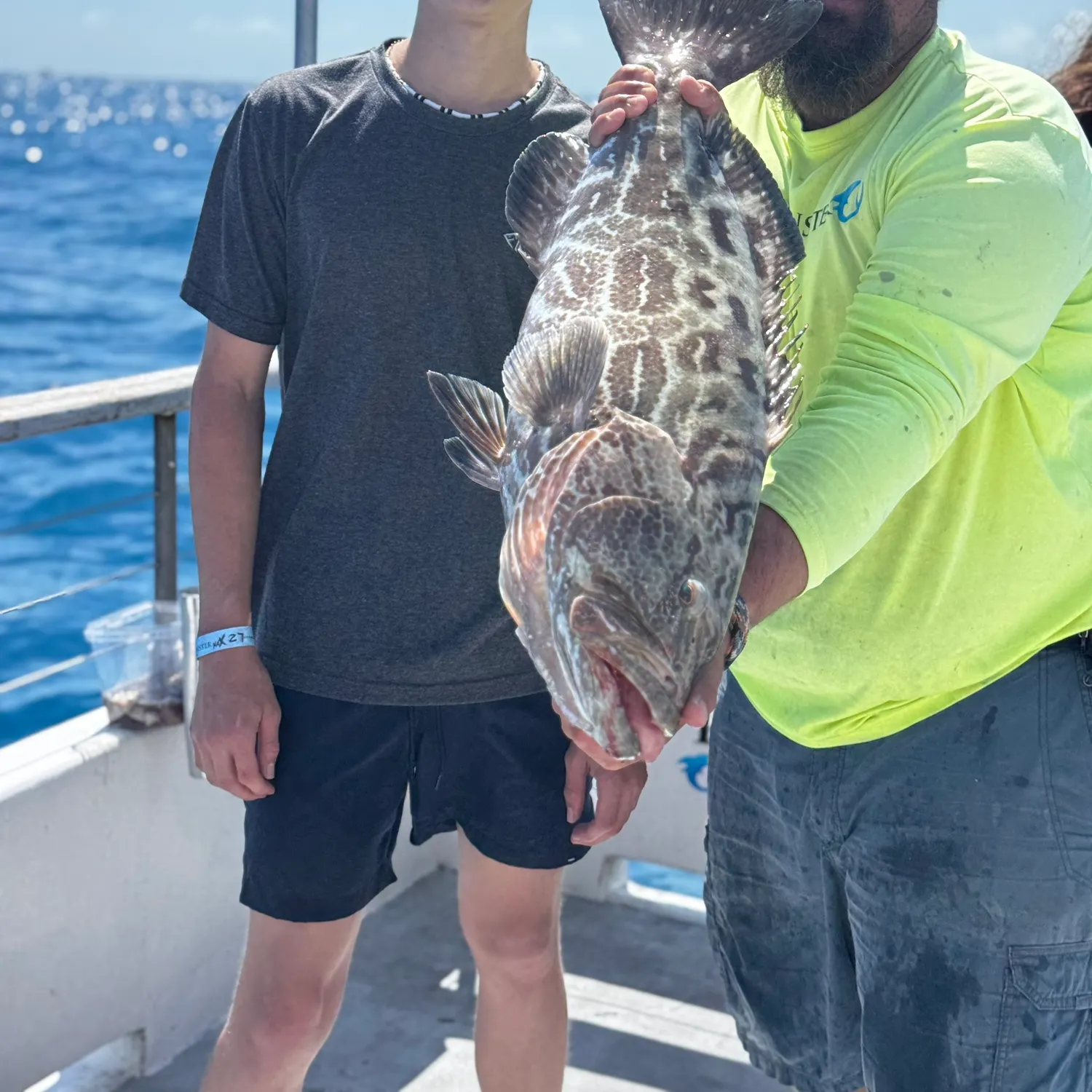 The most recent Black grouper catches on Fishbrain