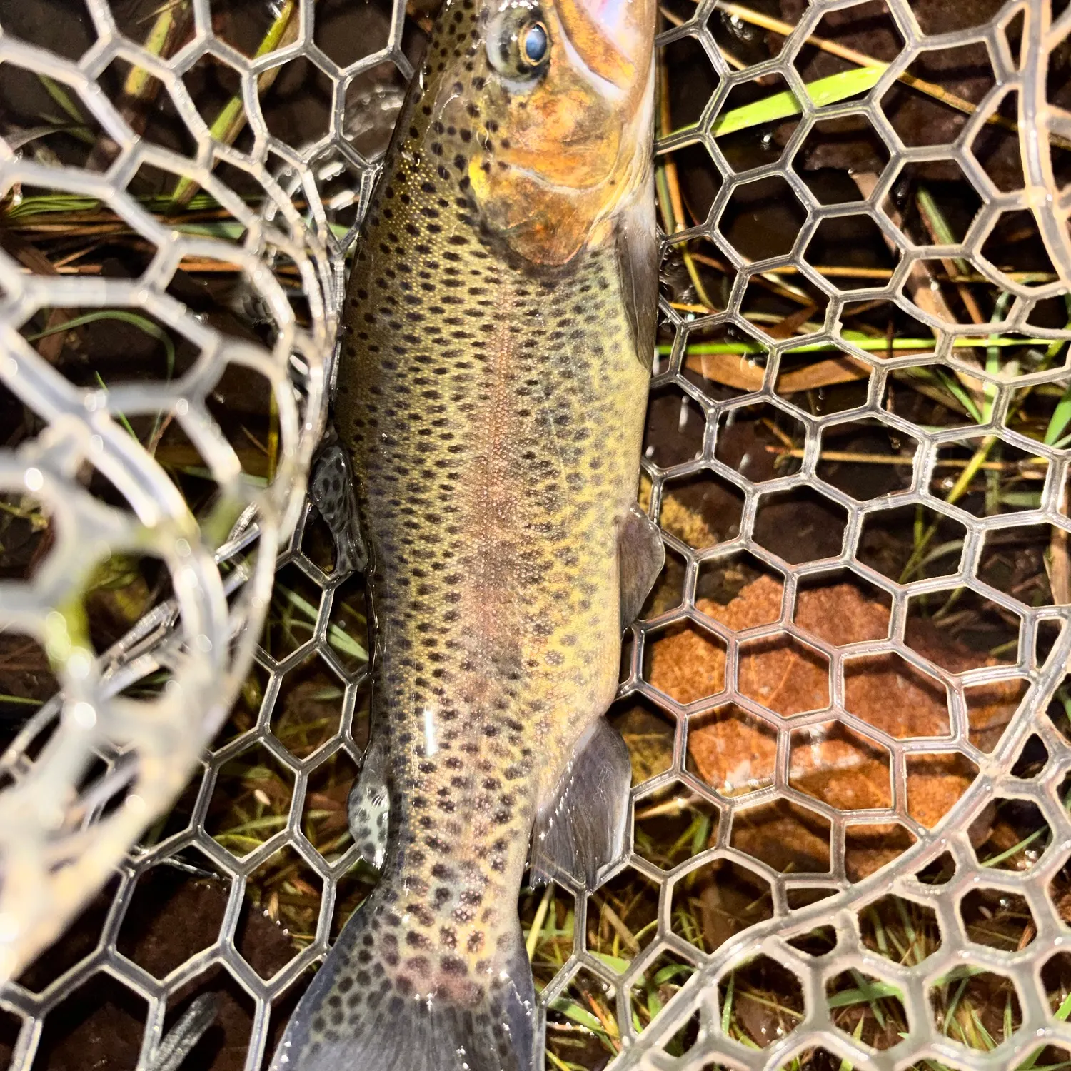 Rainbow trout caught on Fishbrain