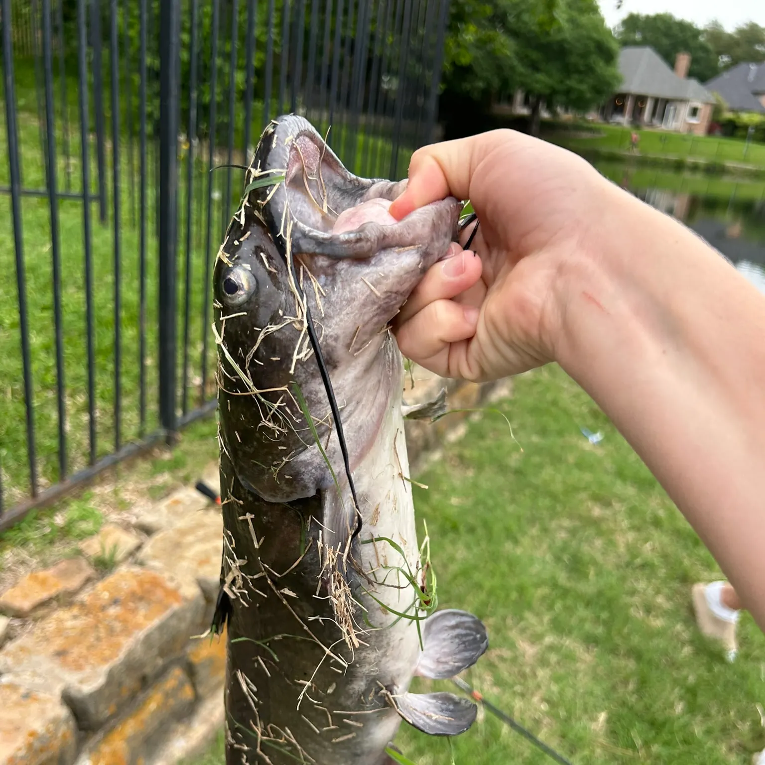 The most recent Black bullhead catches on Fishbrain