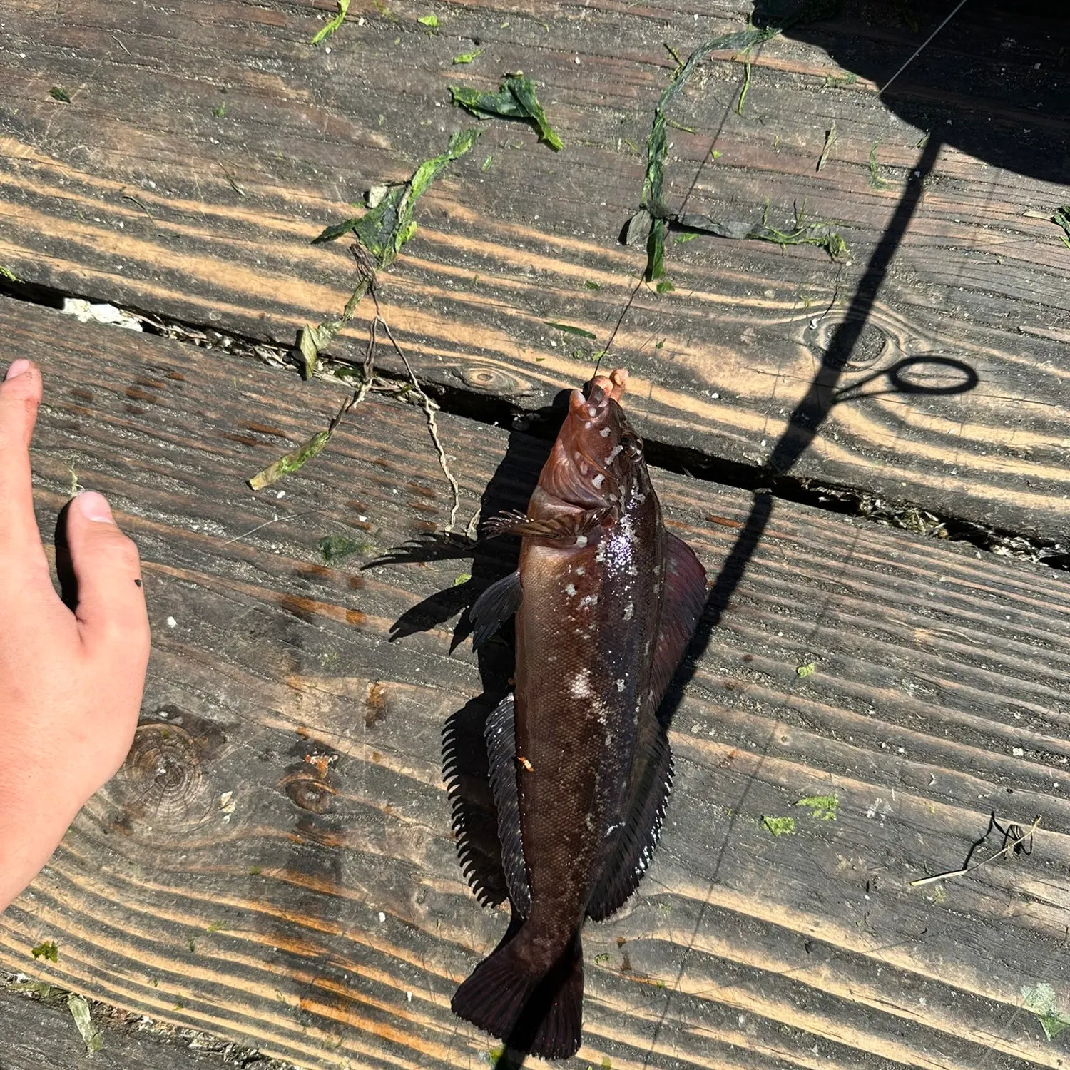 The most recent Rock greenling catches on Fishbrain