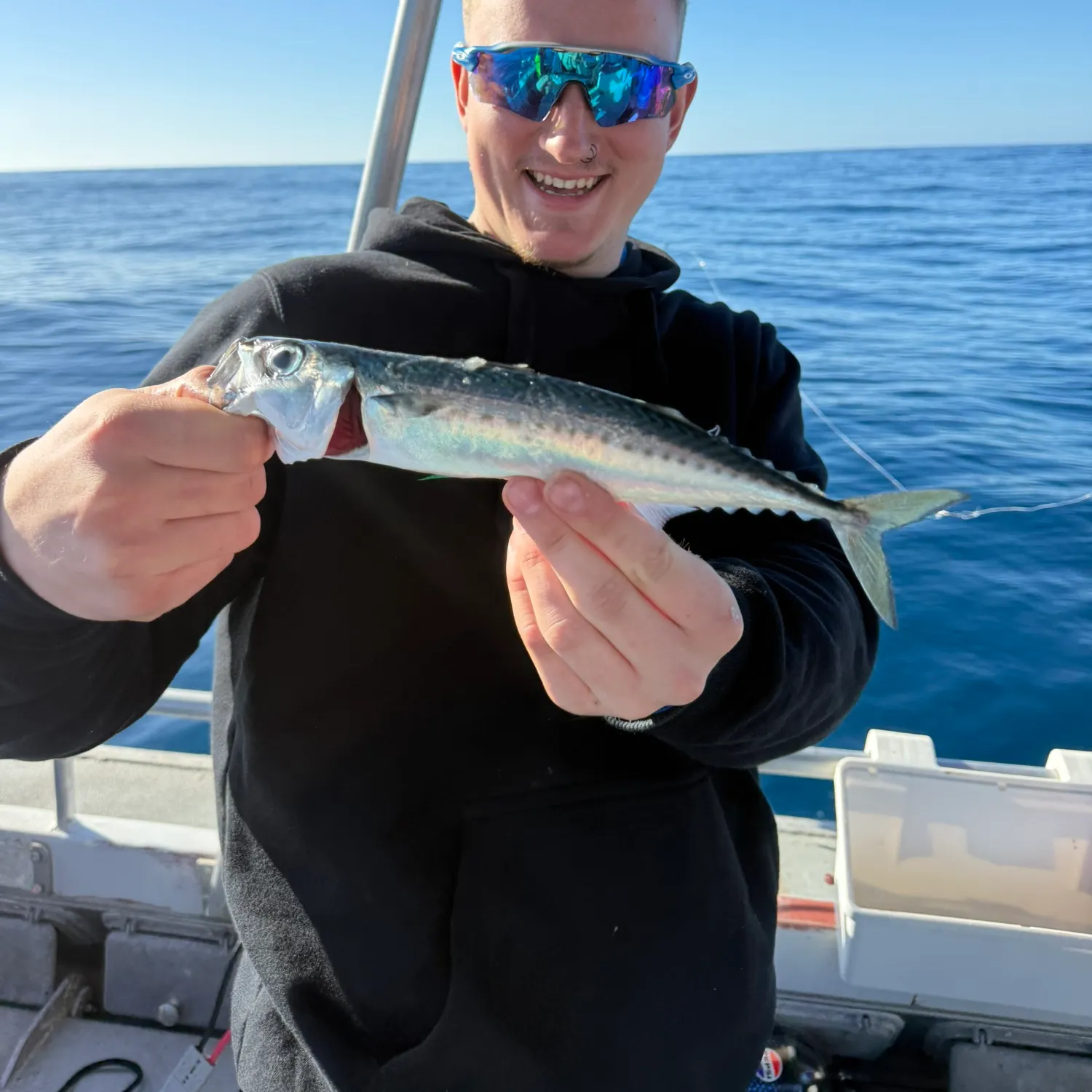 The most recent Blue mackerel catches on Fishbrain