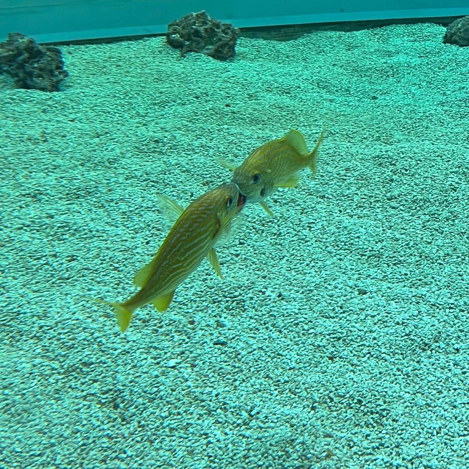 French grunt caught on Fishbrain