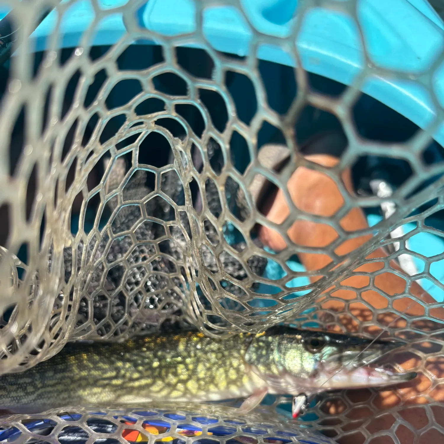 Chain pickerel caught on Fishbrain