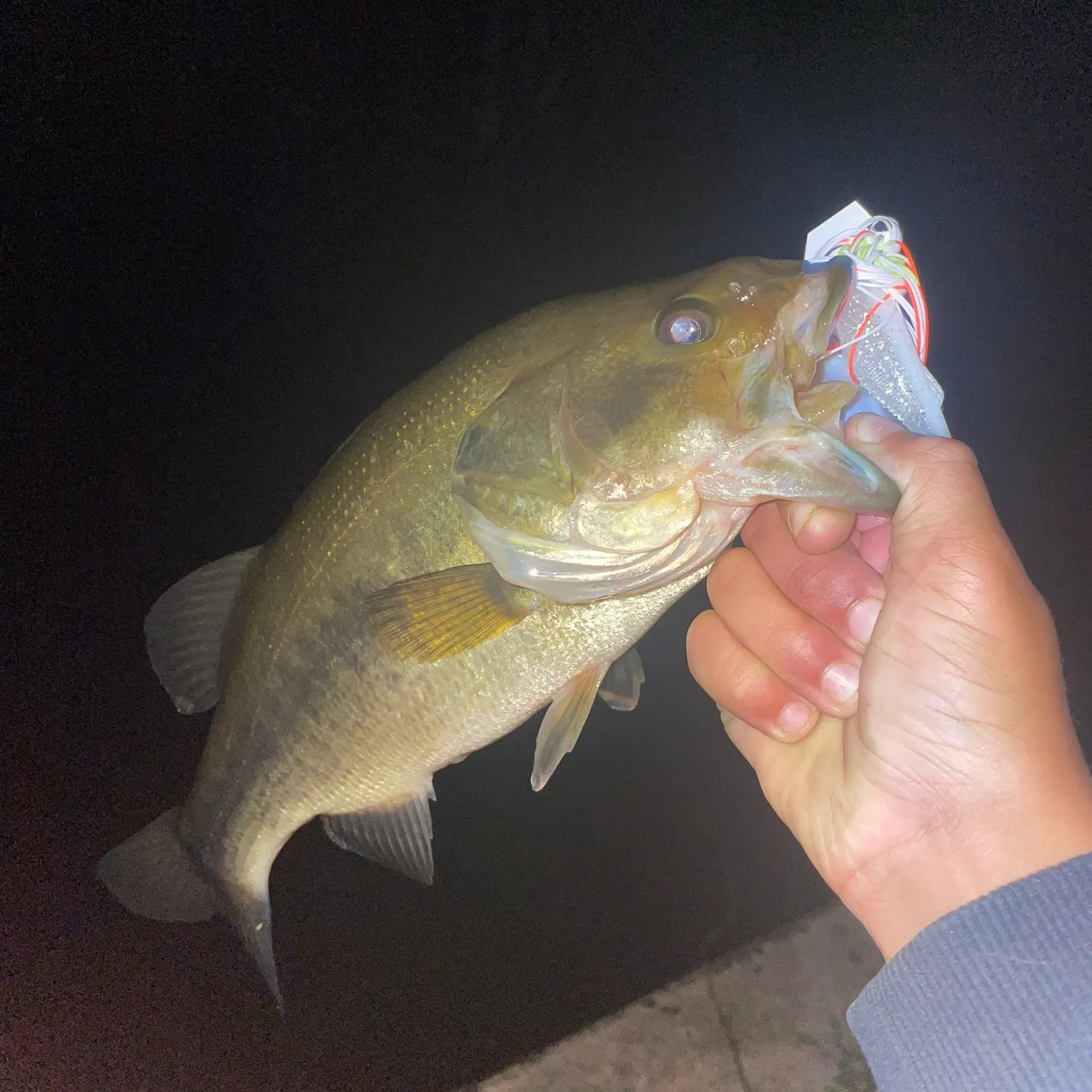 Largemouth bass caught on Fishbrain
