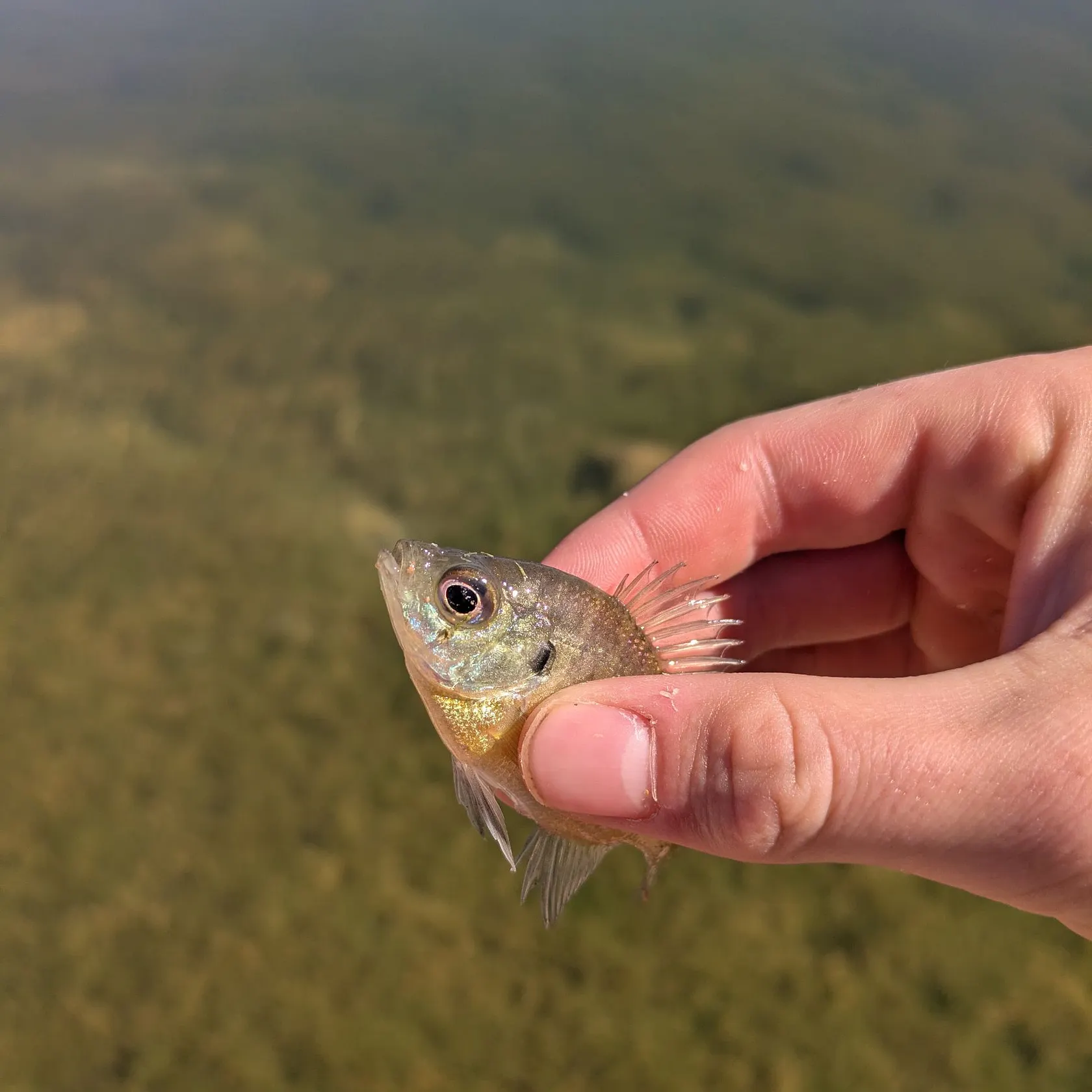 Bluegill caught on Fishbrain