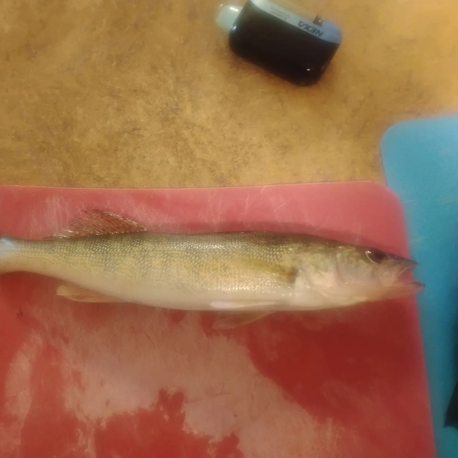 Walleye caught on Fishbrain