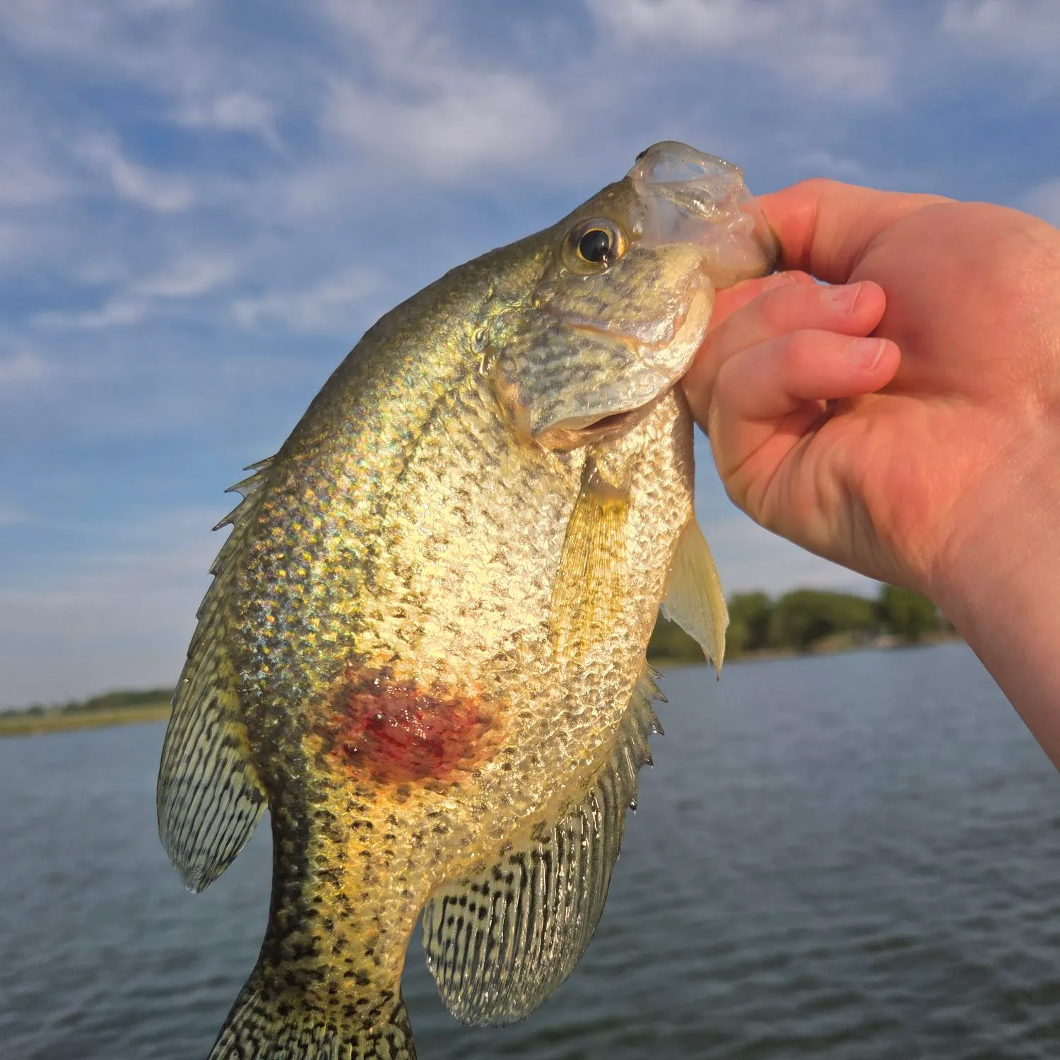 The most recent Black crappie catches on Fishbrain
