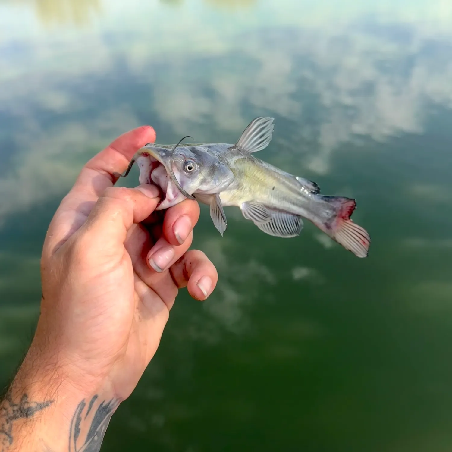Black bullhead caught on Fishbrain