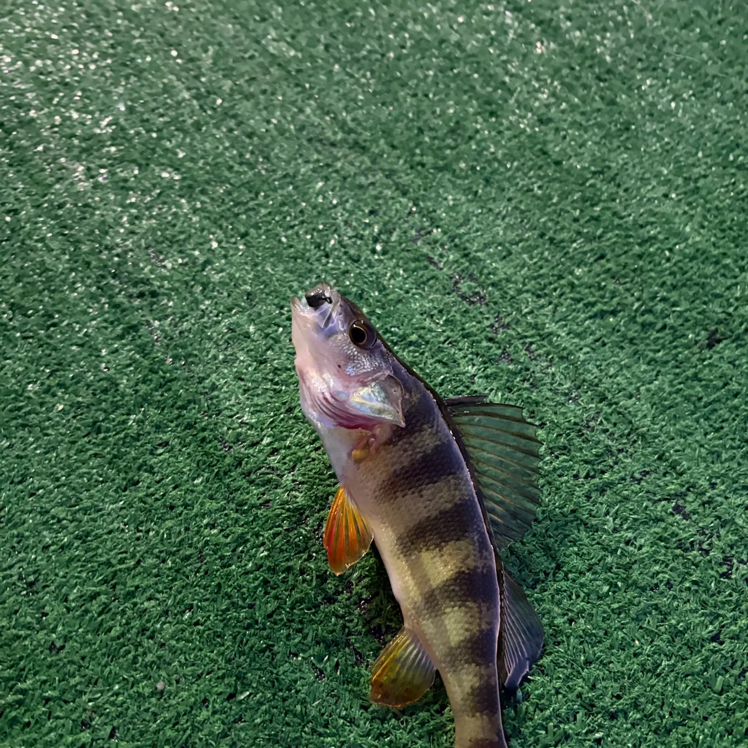 Yellow perch caught on Fishbrain