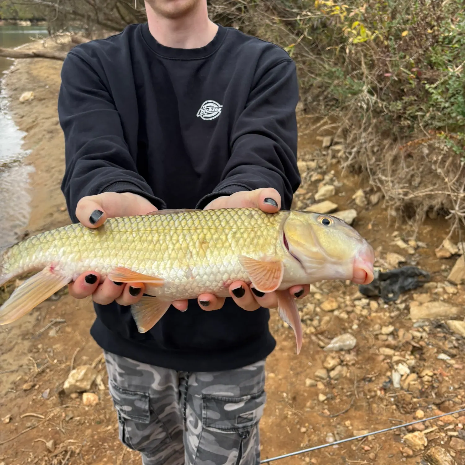 The most recent Common carp catches on Fishbrain