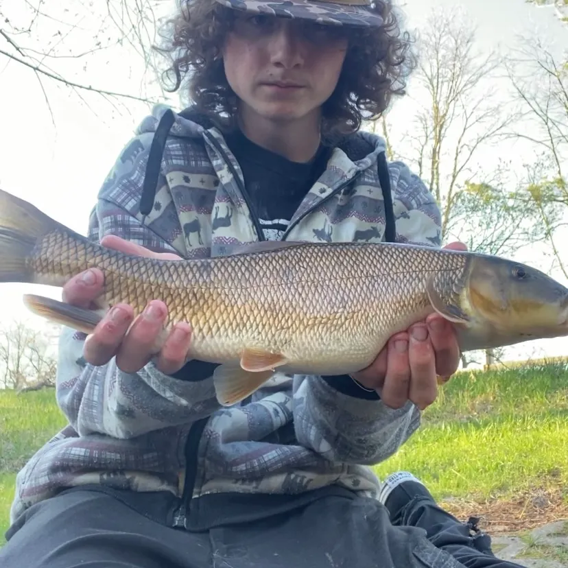 The most recent White sucker catches on Fishbrain