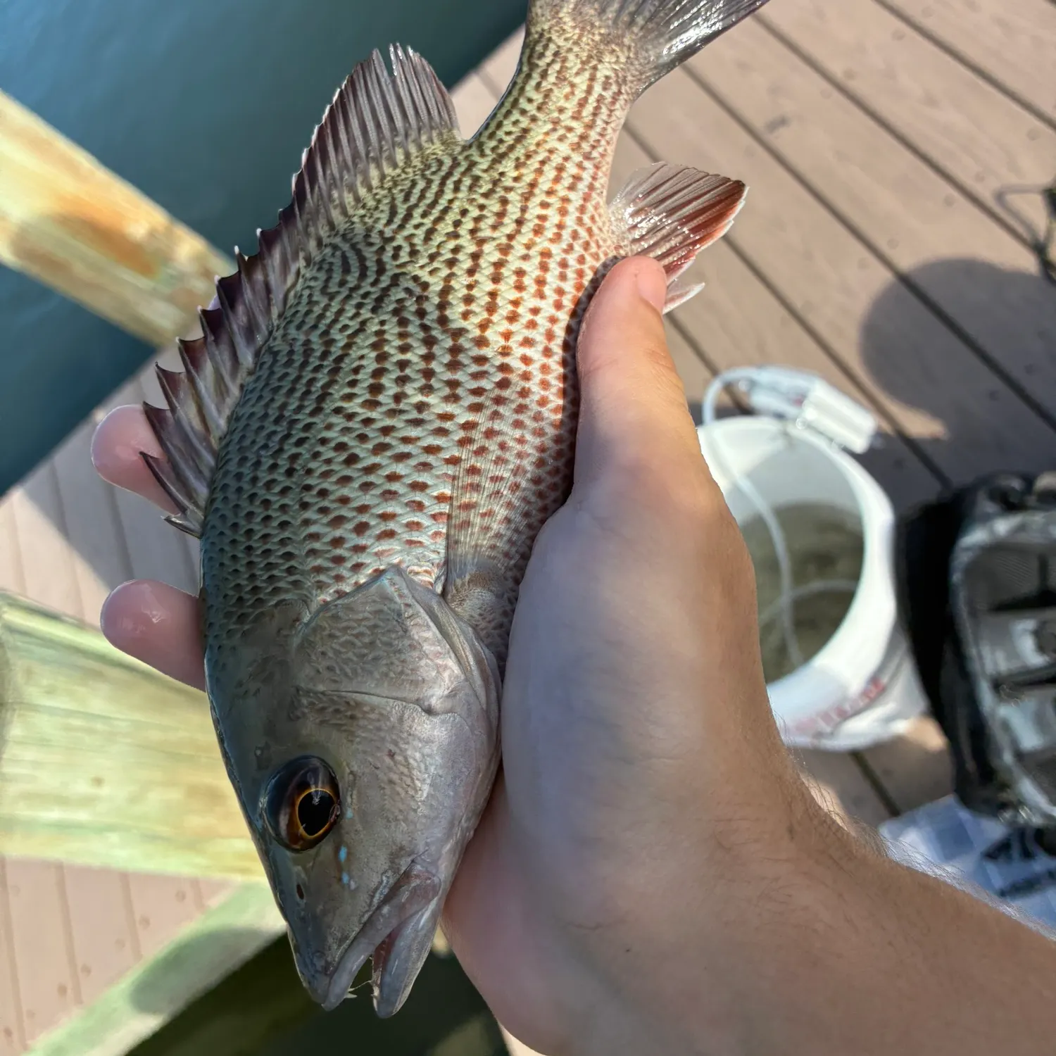Mangrove snapper caught on Fishbrain