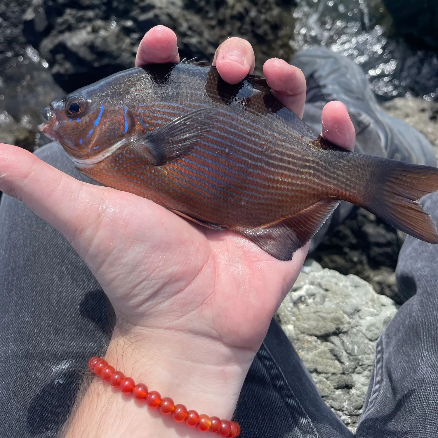 Striped seaperch caught on Fishbrain