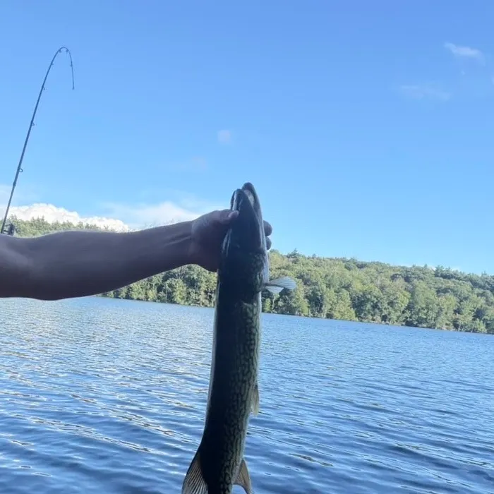 Chain pickerel caught on Fishbrain